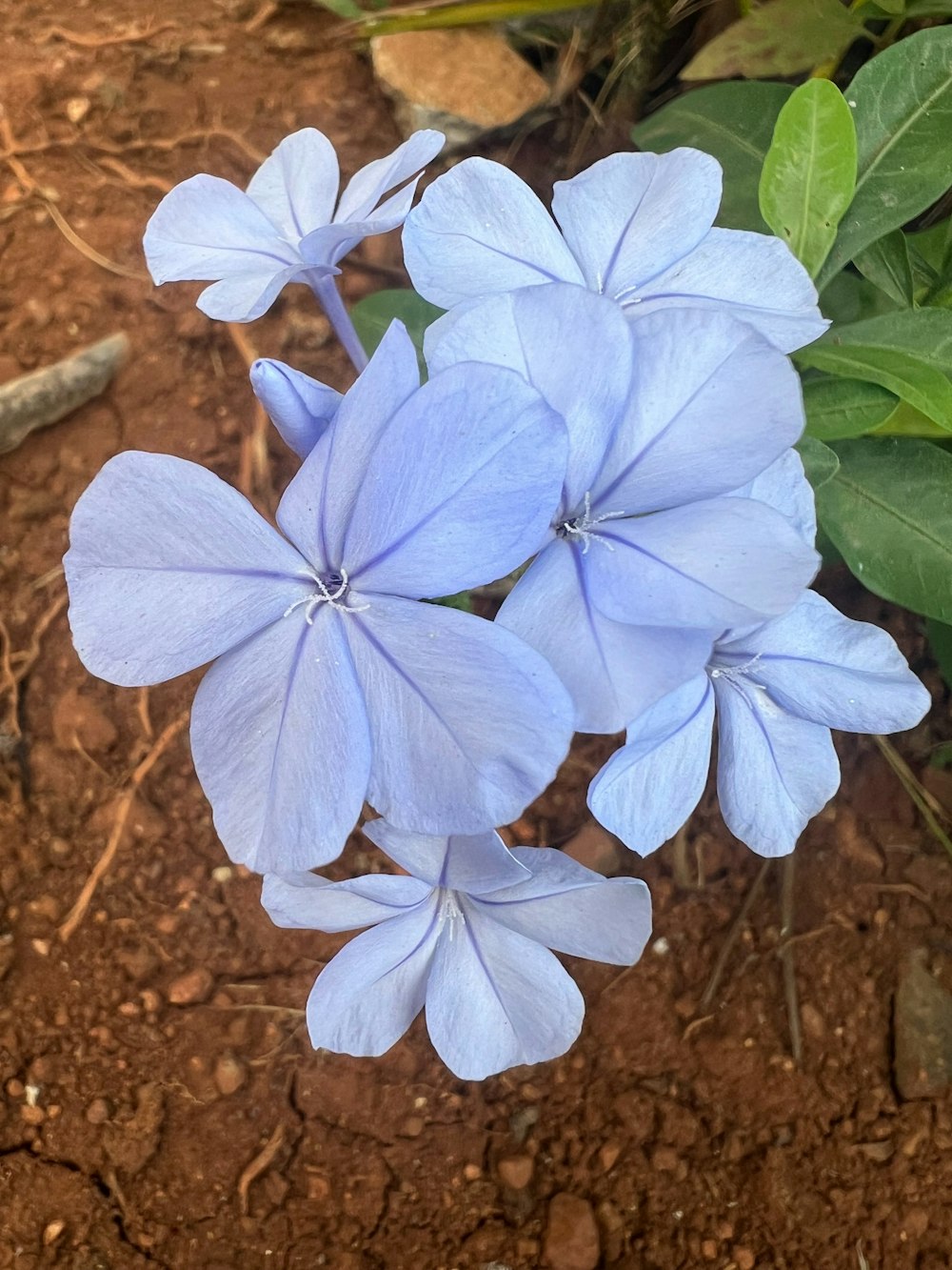 a group of blue flowers sitting on top of a dirt ground