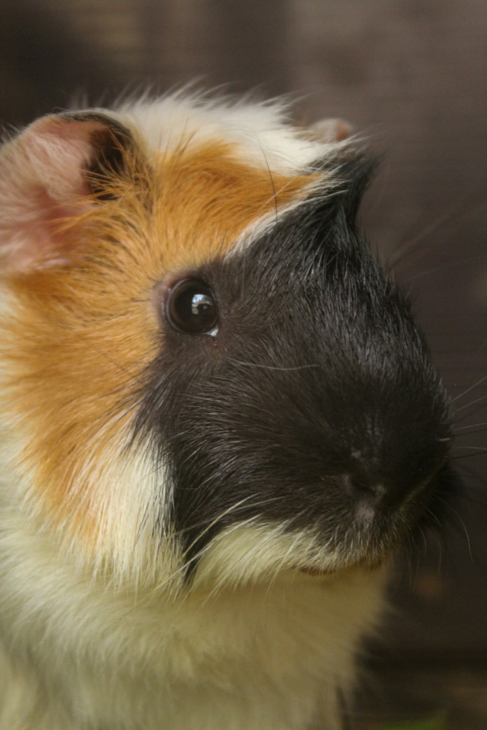 a close up of a guinea pig's face