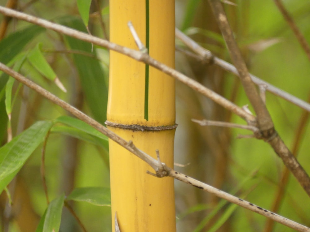 a close up of a bamboo plant with a blurry background