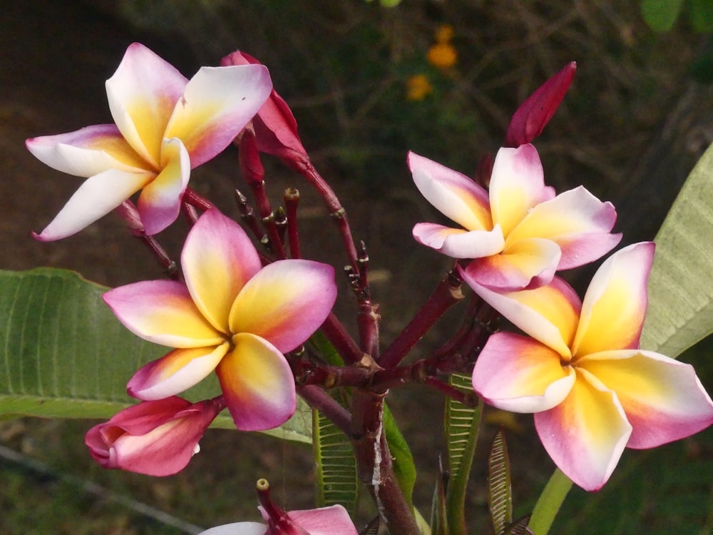 a close up of a flower on a plant