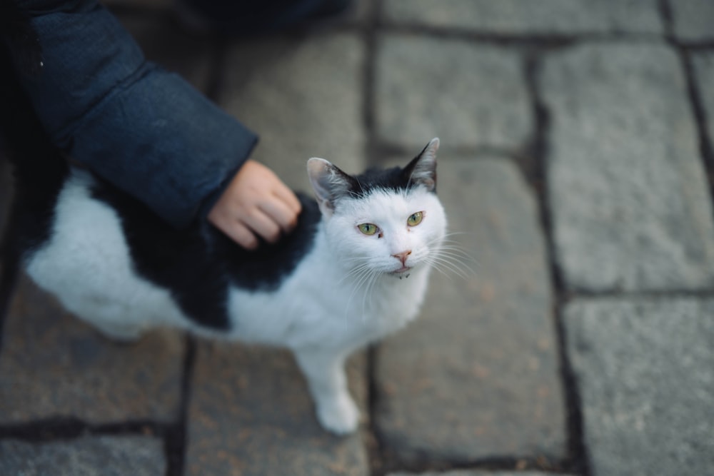 a black and white cat is being petted by a person
