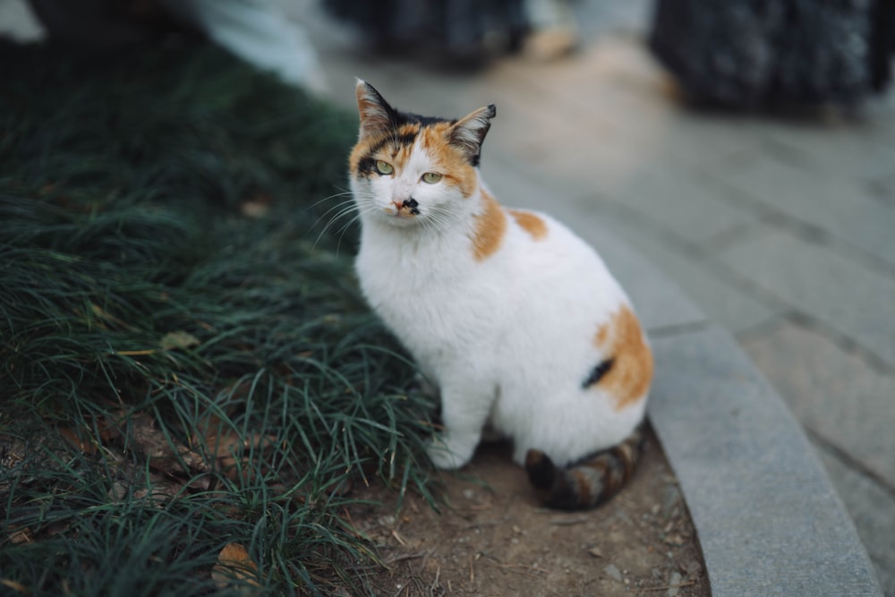 a calico cat sitting on the ground next to some grass