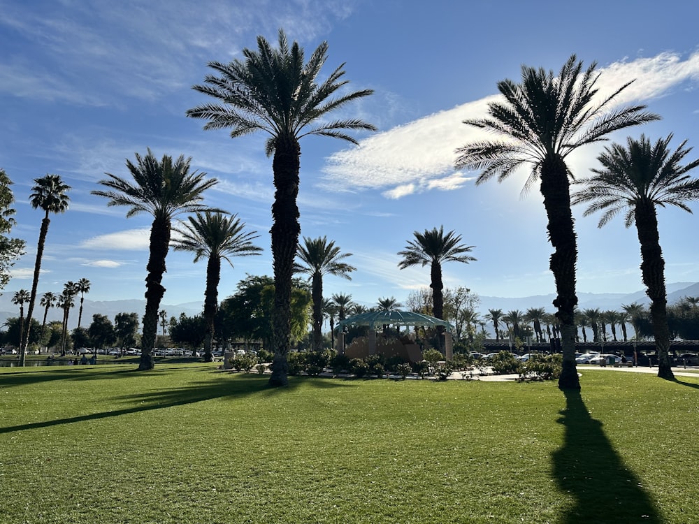 palm trees in a park on a sunny day