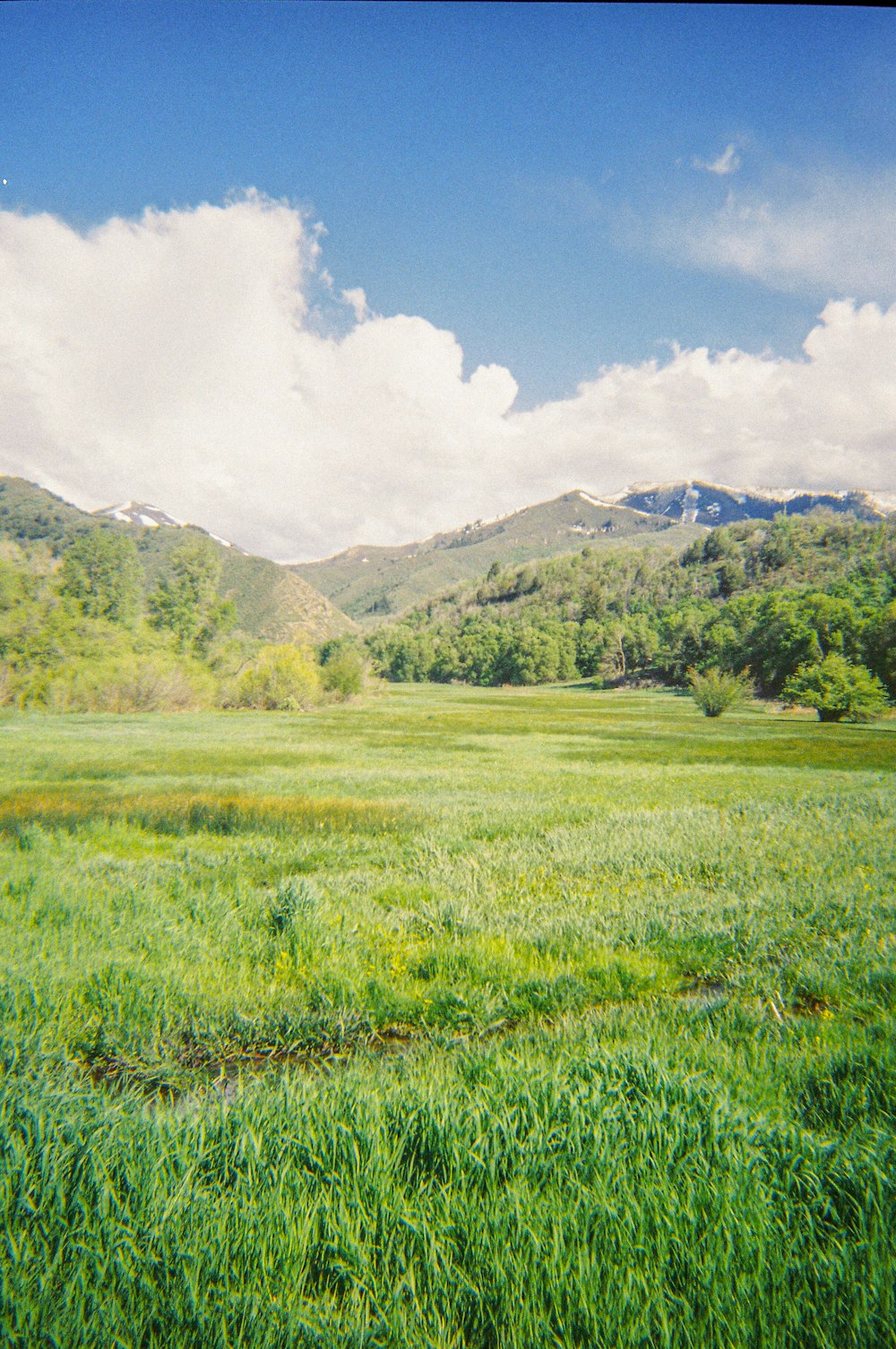 a grassy field with mountains in the background