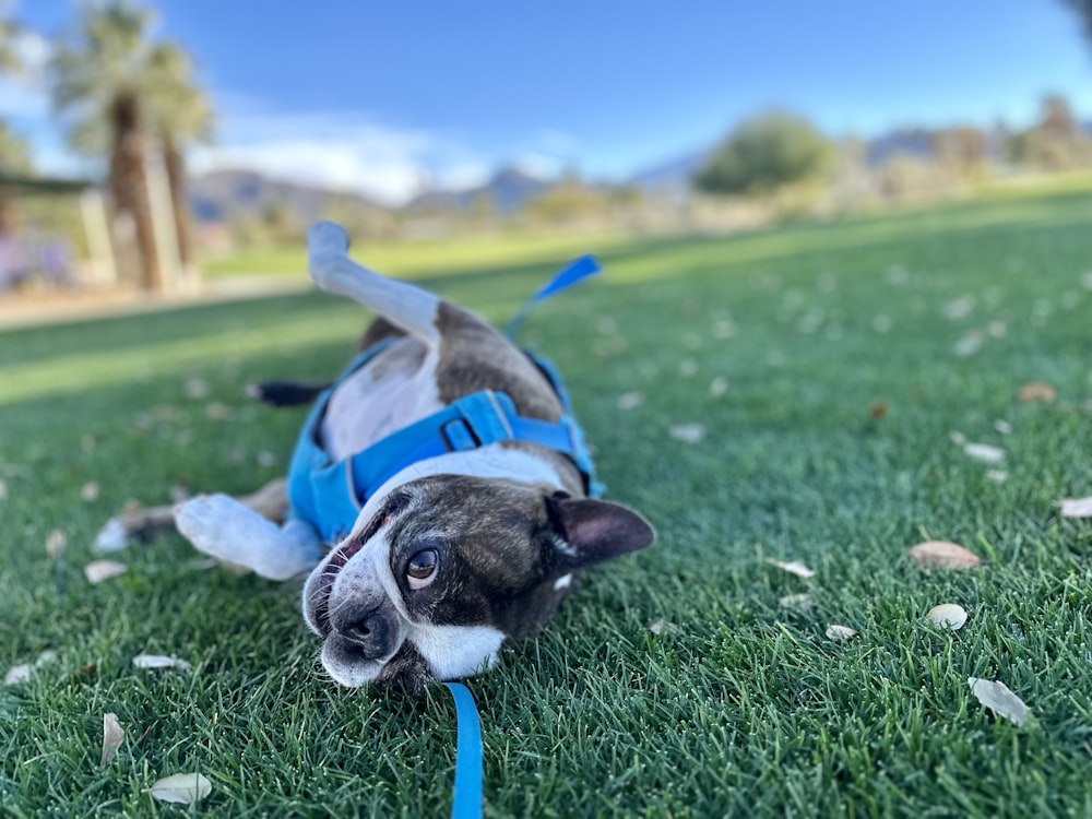 a small dog laying on top of a lush green field