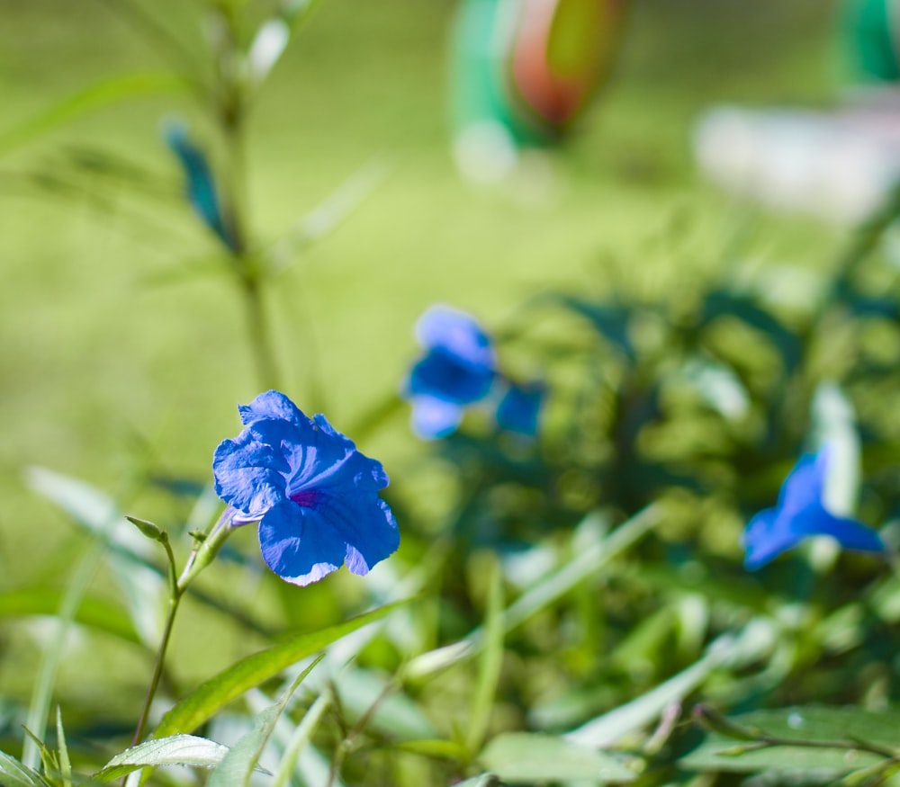 a close up of a blue flower in a field