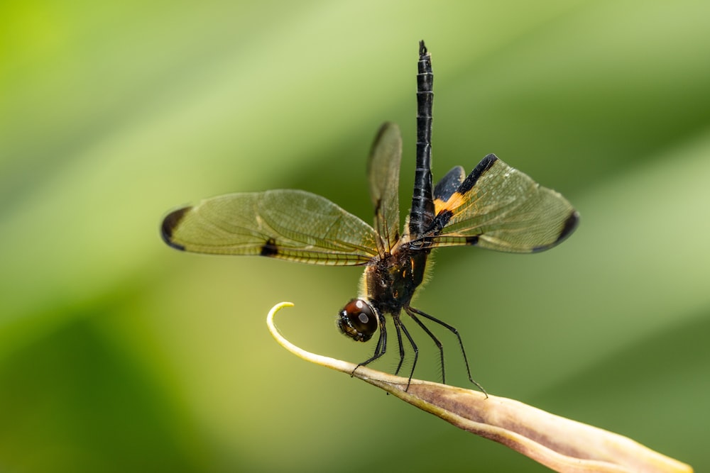 a close up of a dragon fly on a flower