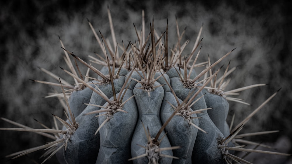 a close up of a cactus with very long needles