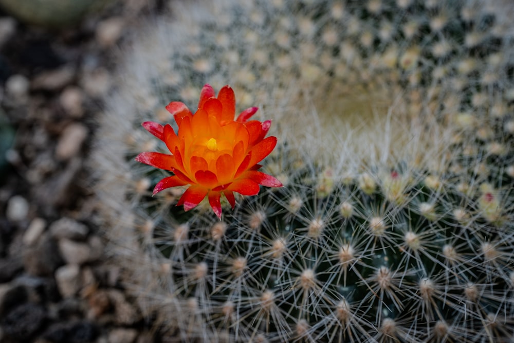 a cactus with a red flower in the middle of it