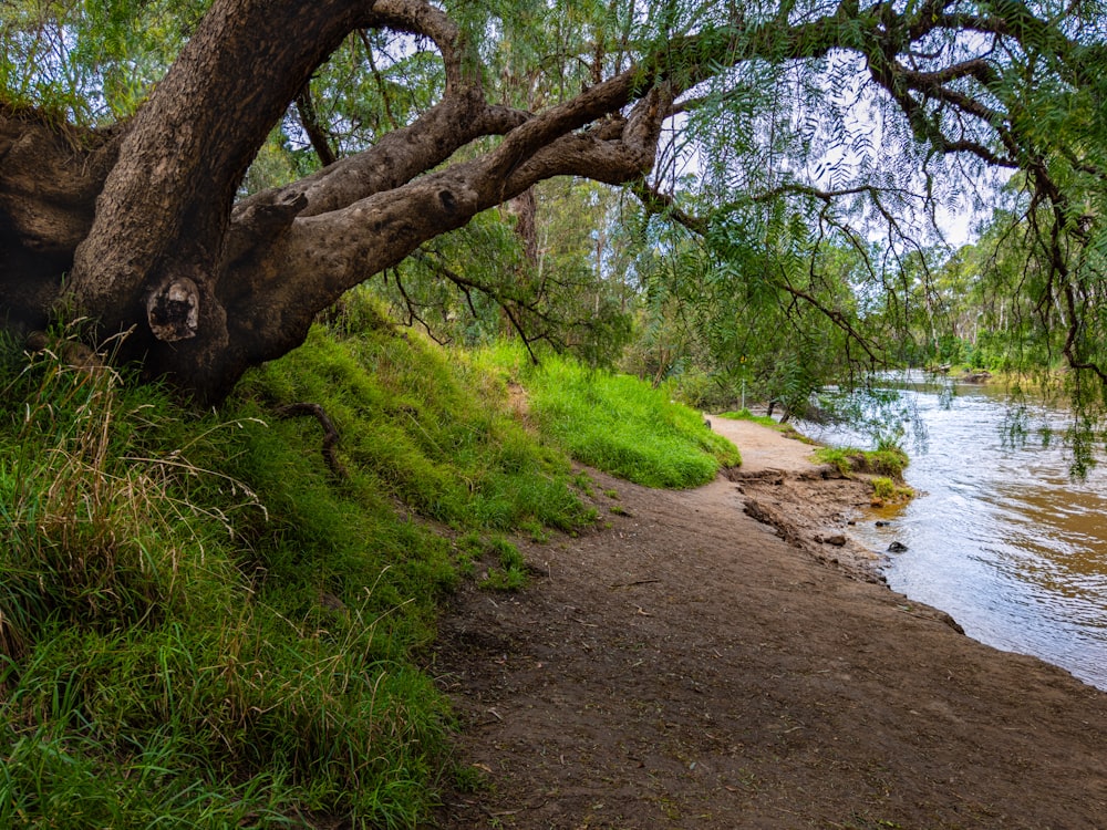 a tree that is next to a river