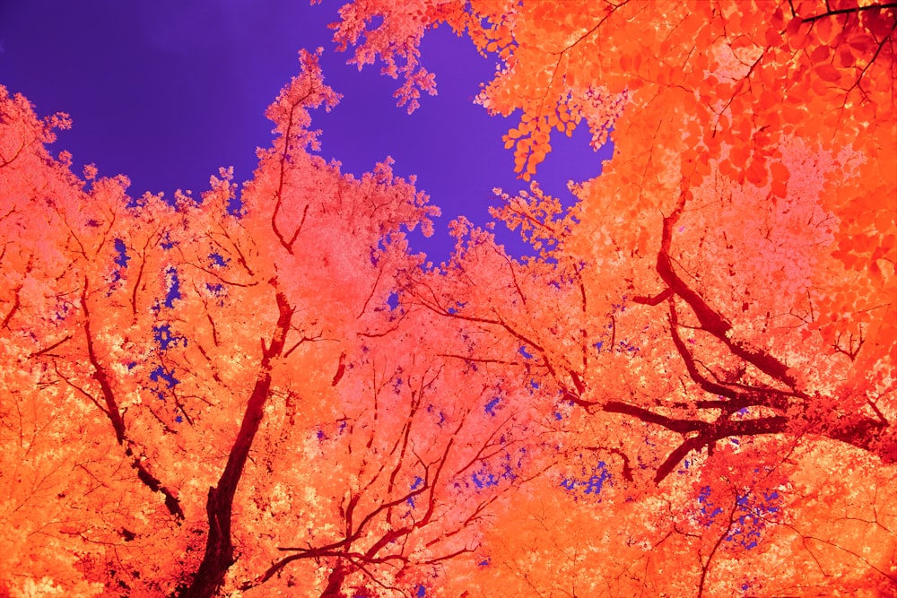 a group of trees with orange leaves on them