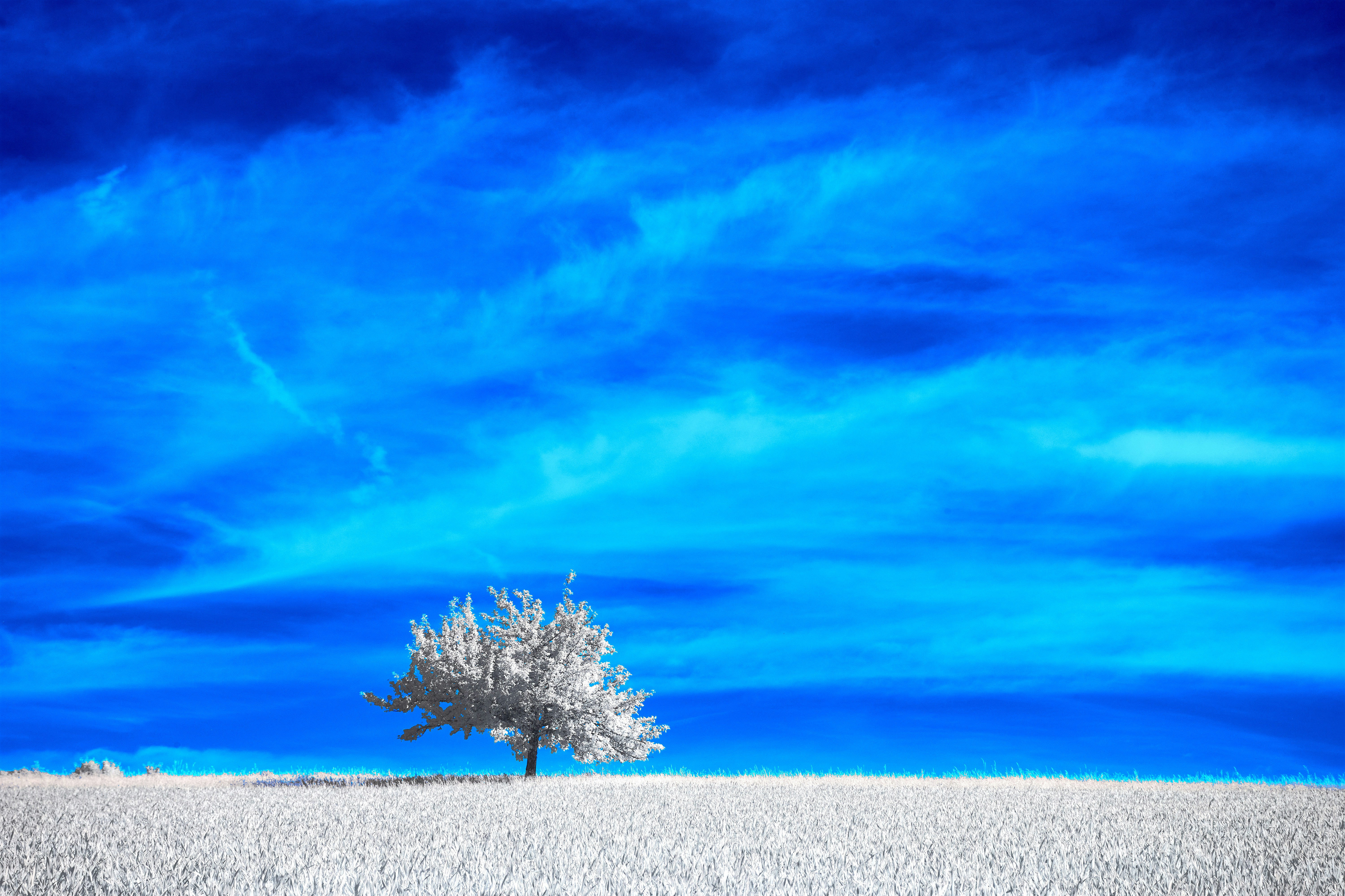 Photo by wolfgang_hasselmann