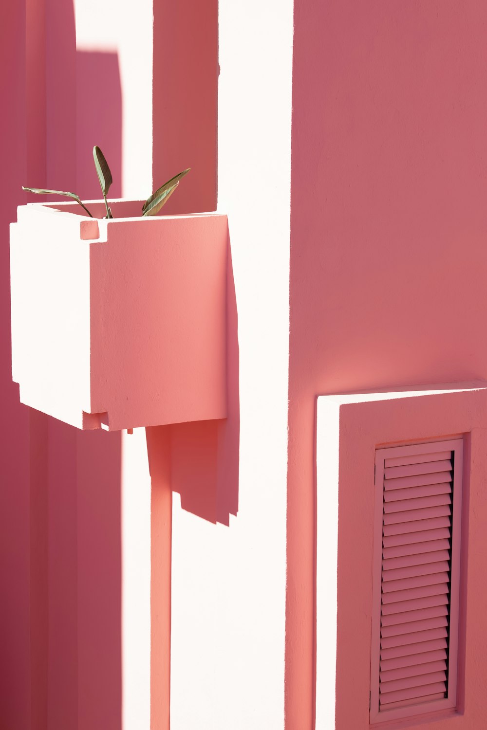 a pink wall with a plant growing out of it