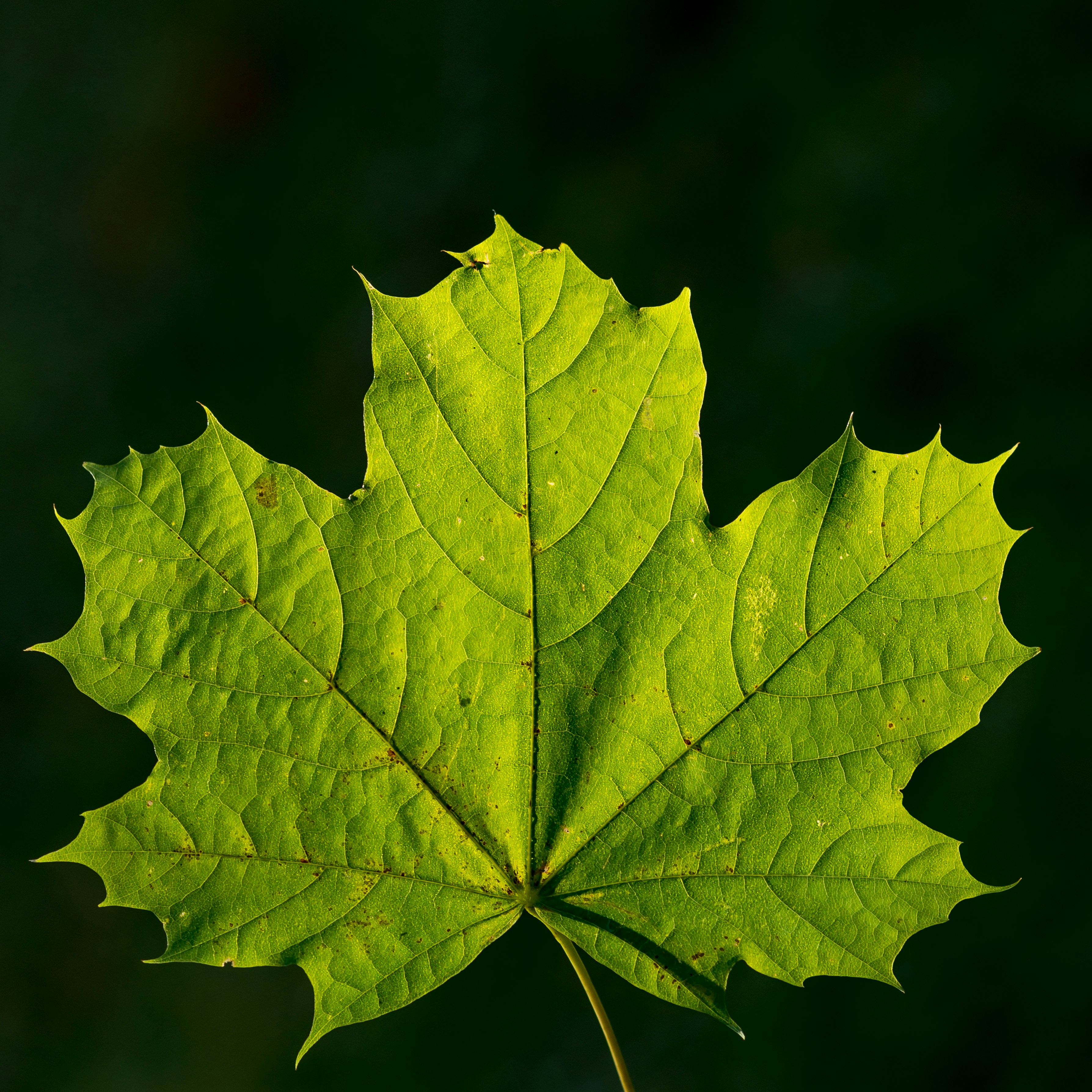 Photo by hamburgmeinefreundin