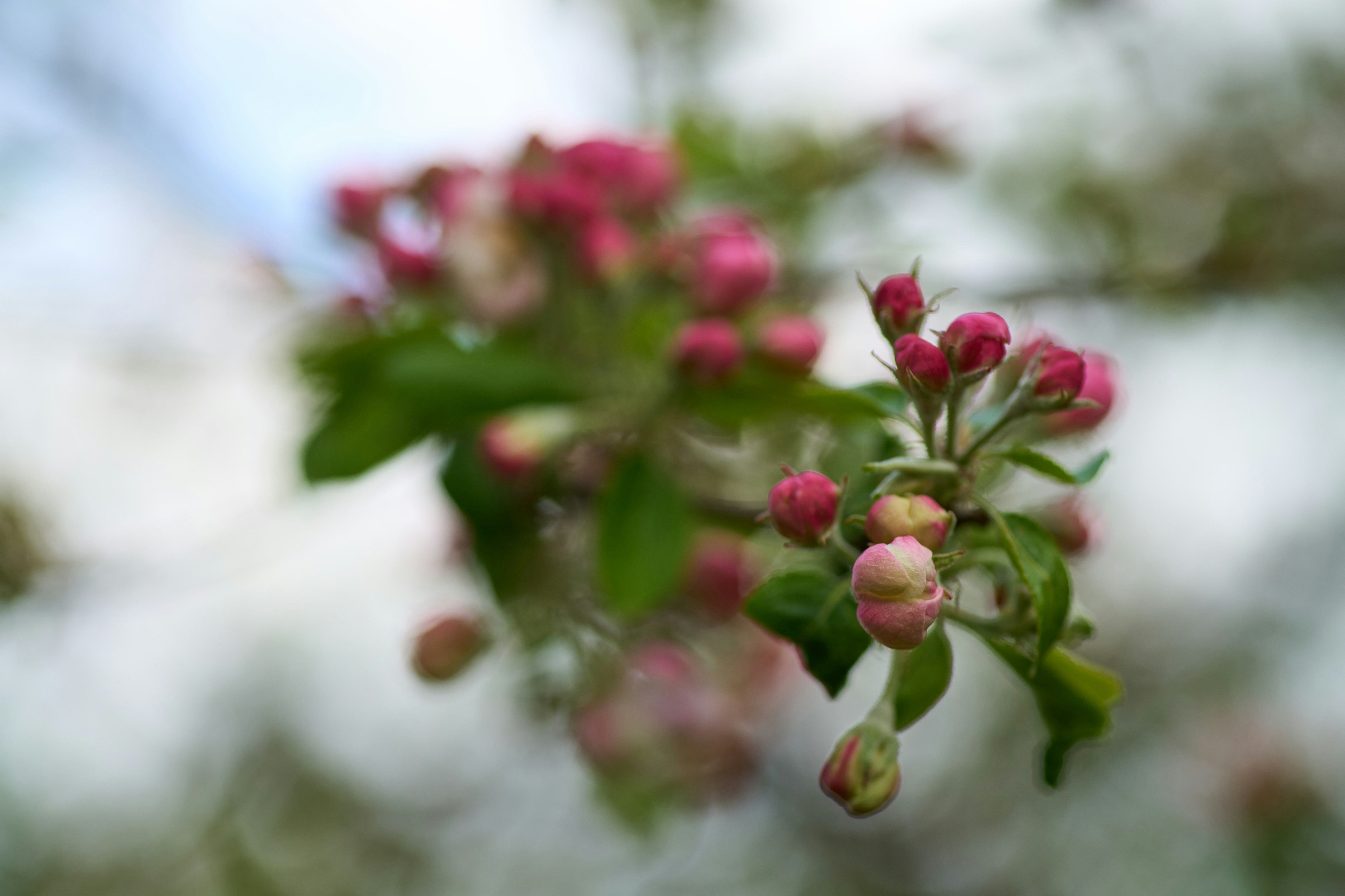 Photo by wolfgang_hasselmann