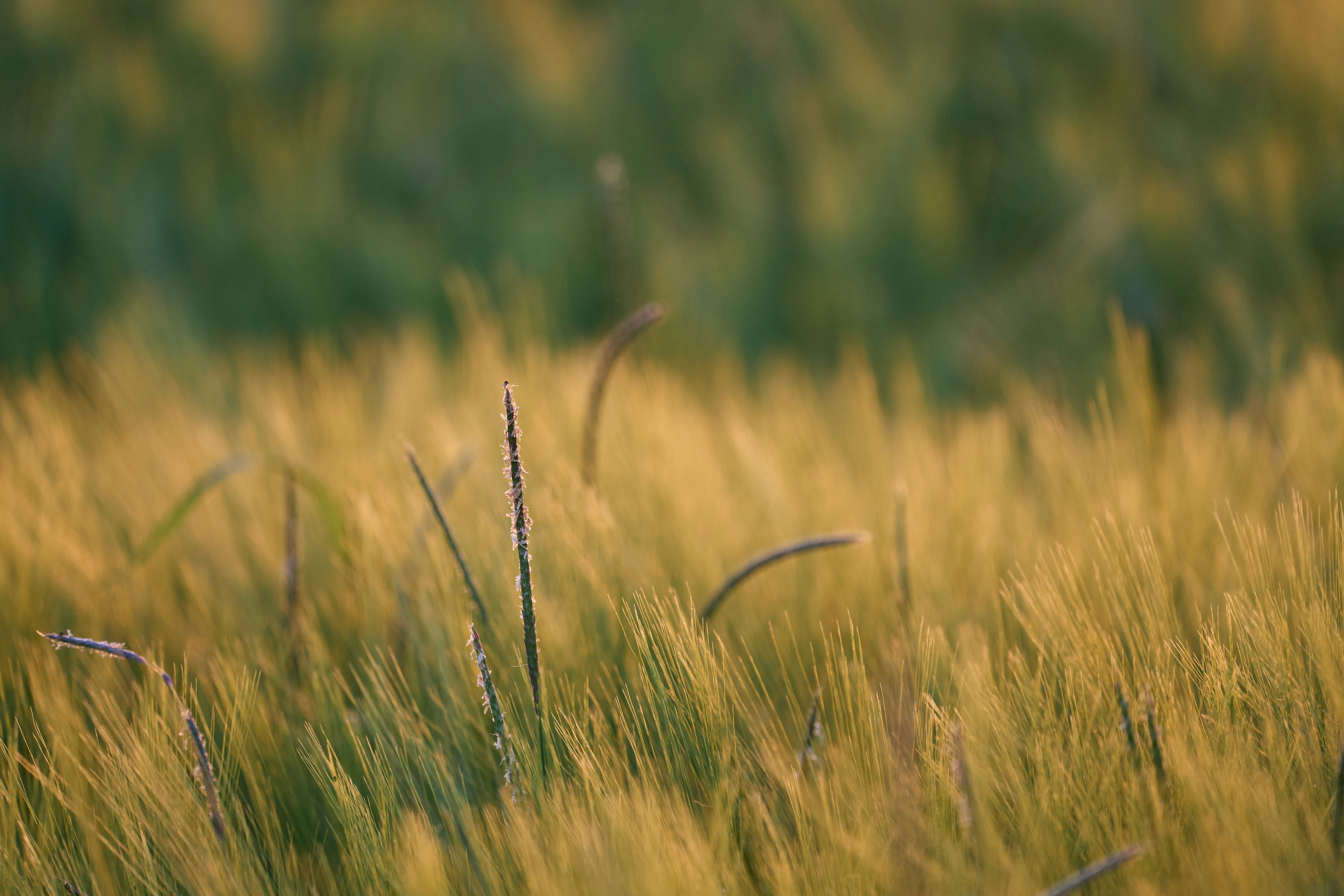 Photo by wolfgang_hasselmann