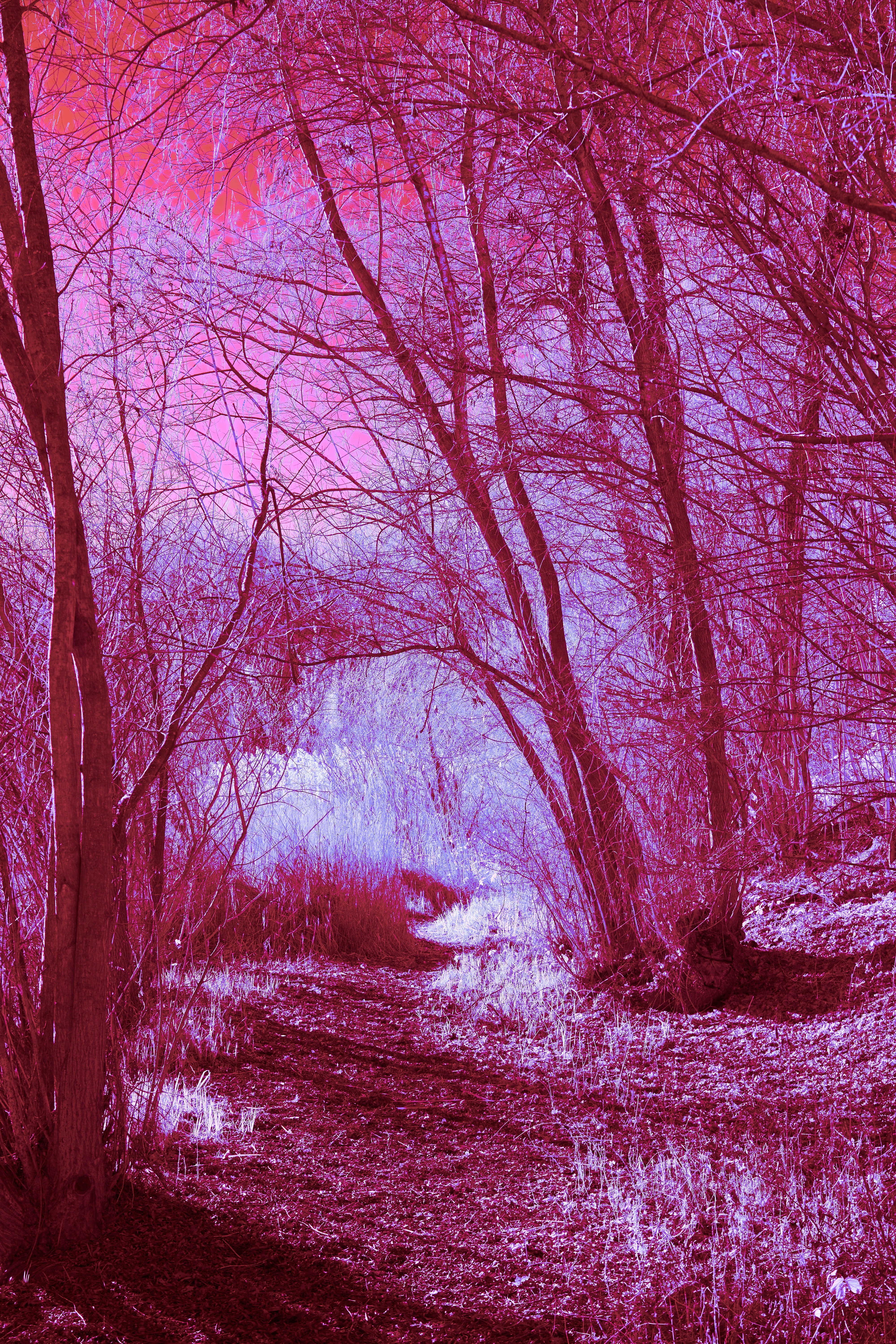 Photo by wolfgang_hasselmann