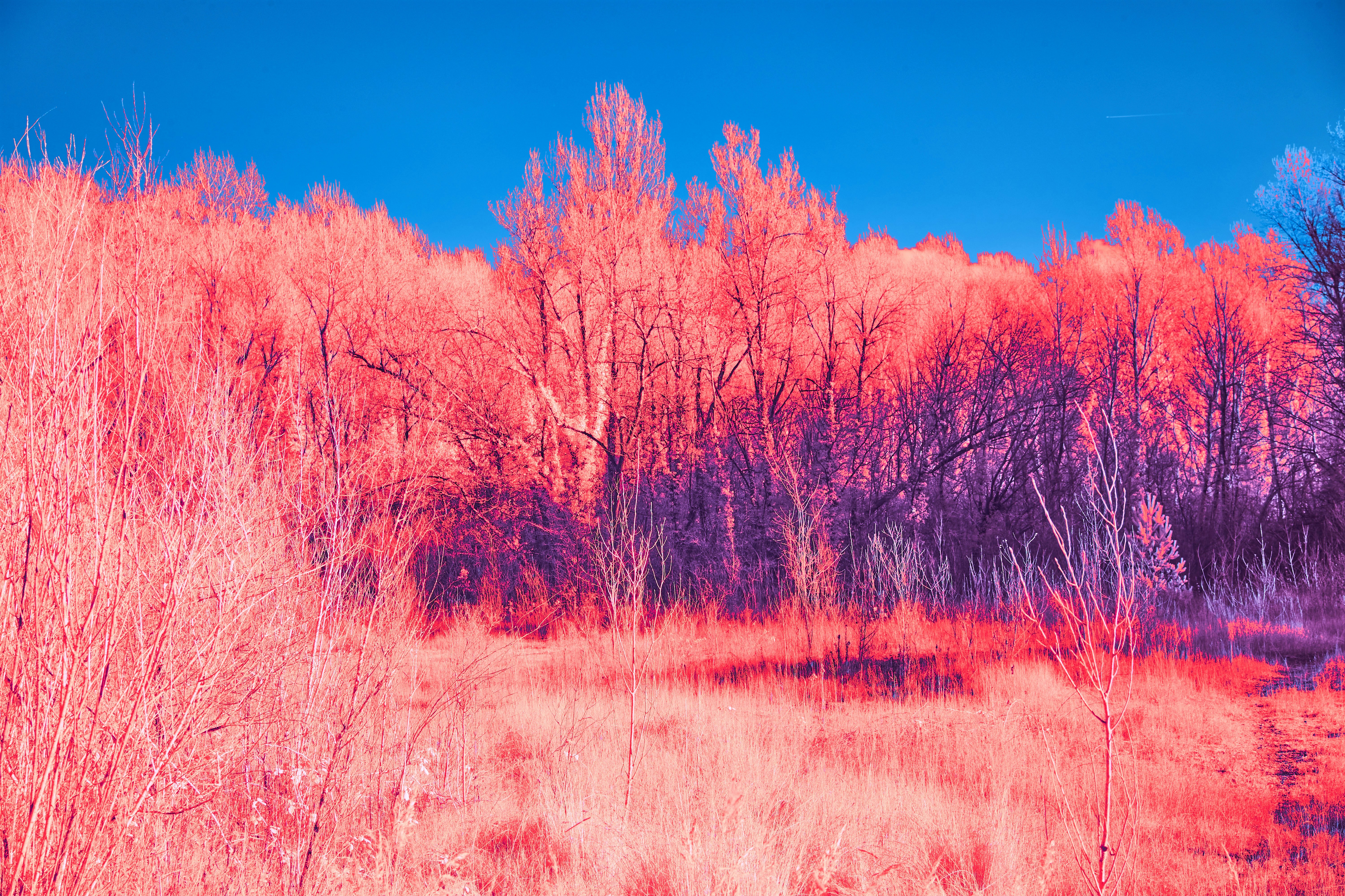 Photo by wolfgang_hasselmann