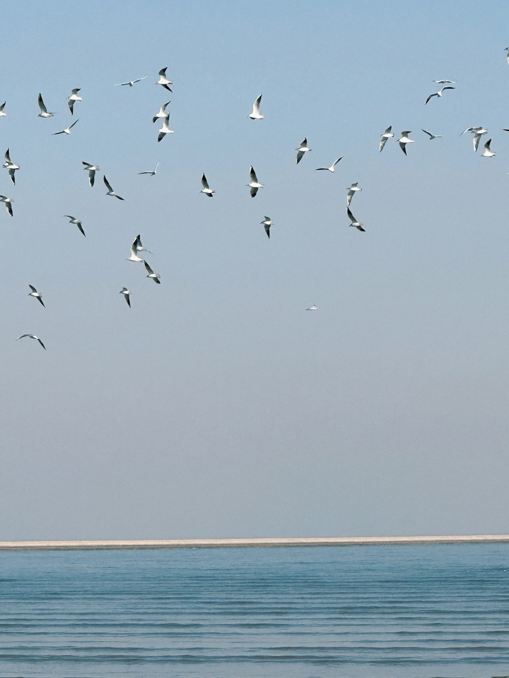 a flock of birds flying over a body of water