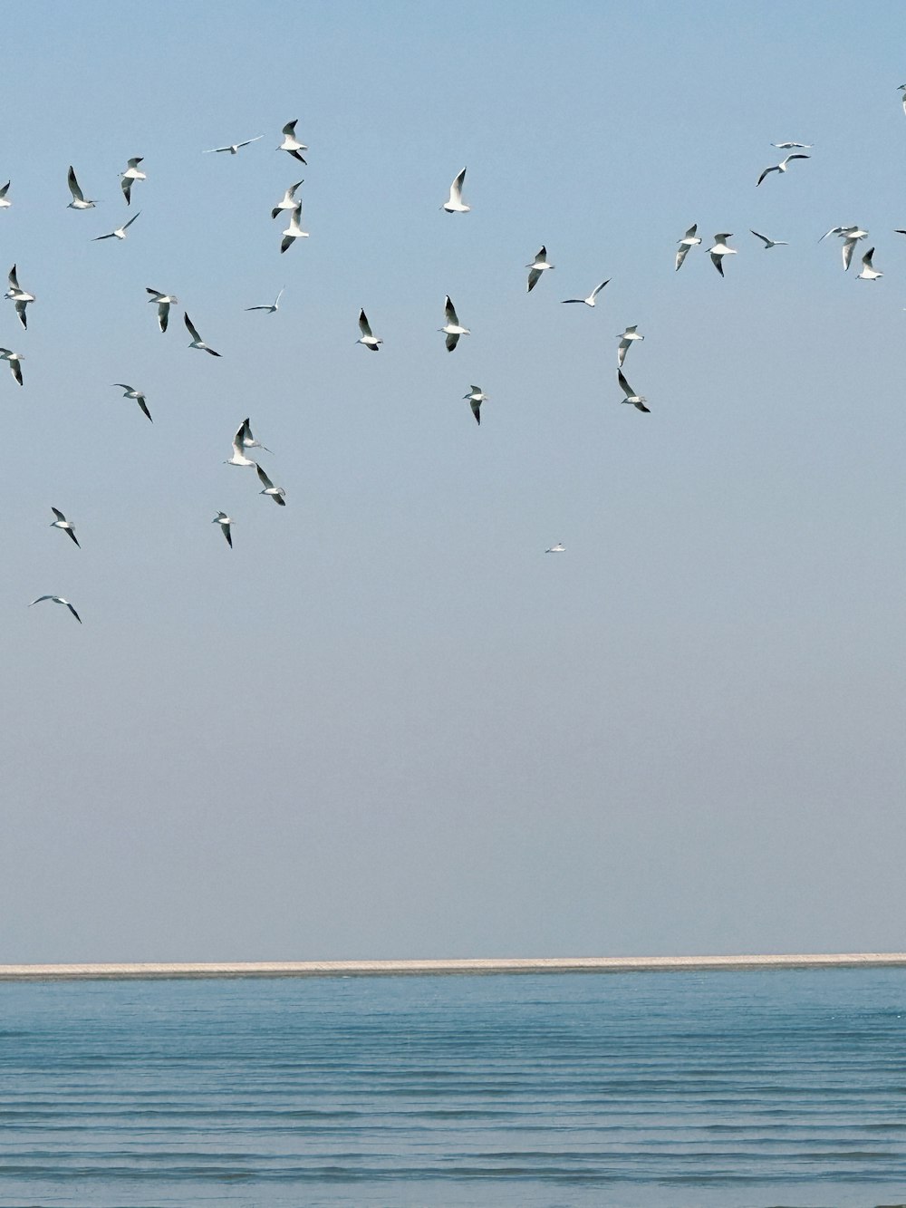 une volée d’oiseaux volant au-dessus d’un plan d’eau