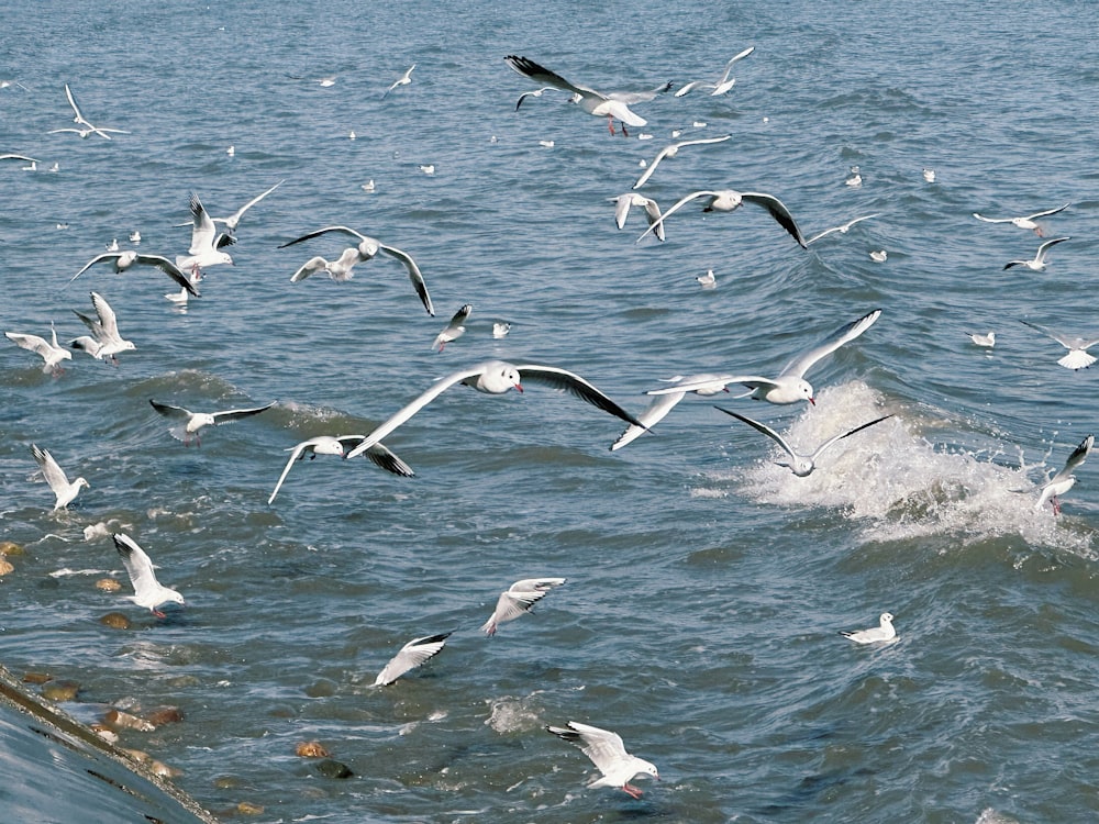 a flock of seagulls flying over a body of water