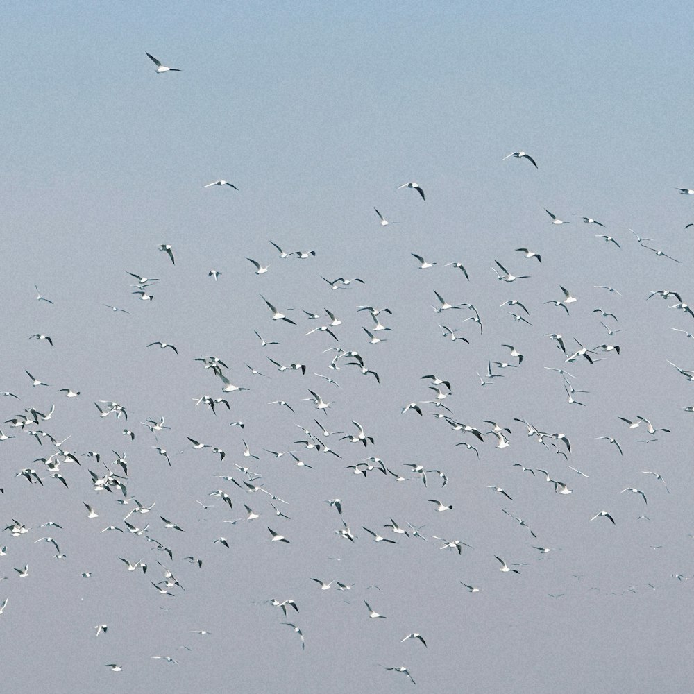 ein Schwarm von Vögeln, die durch einen blauen Himmel fliegen