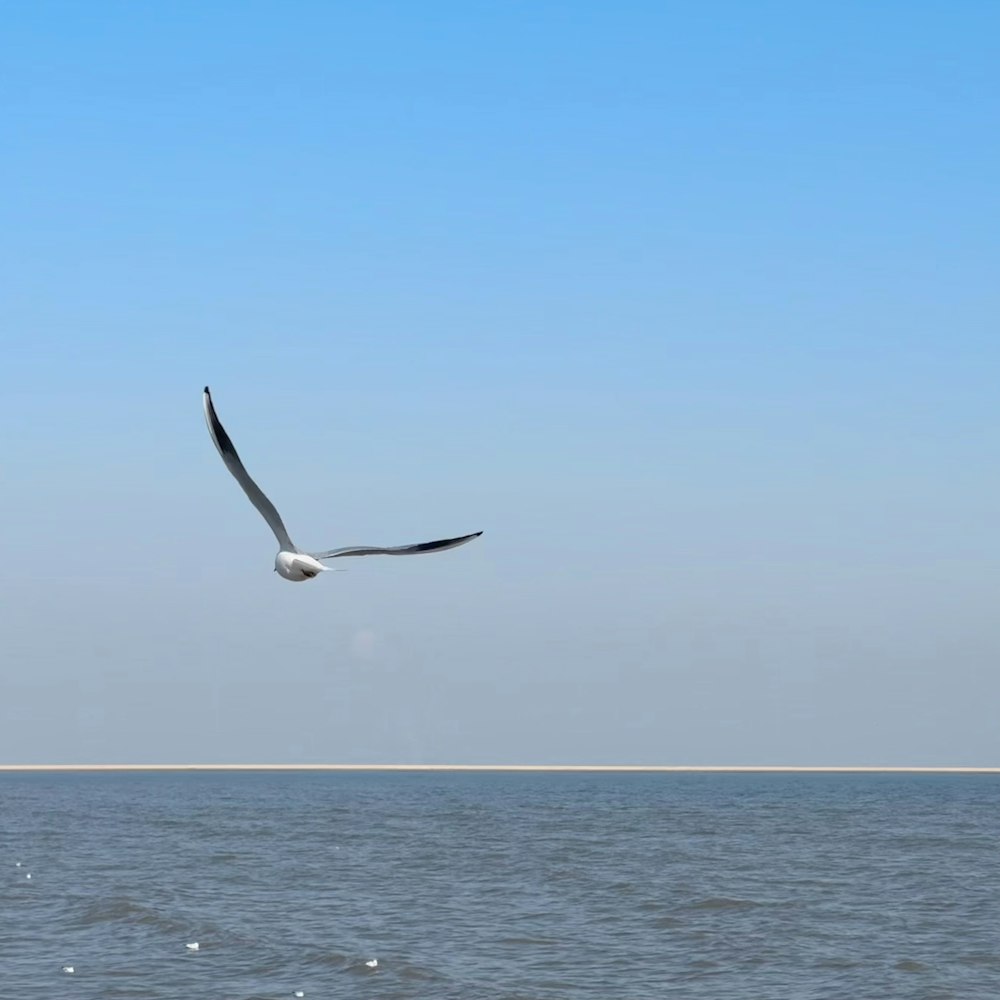 a seagull flying over a body of water