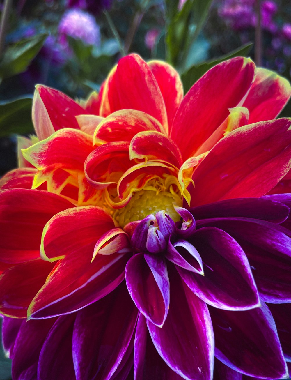 a large red and yellow flower in a garden
