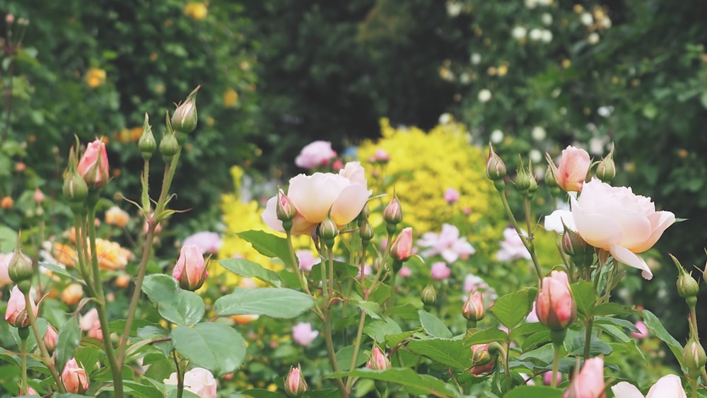 a field full of pink and white flowers