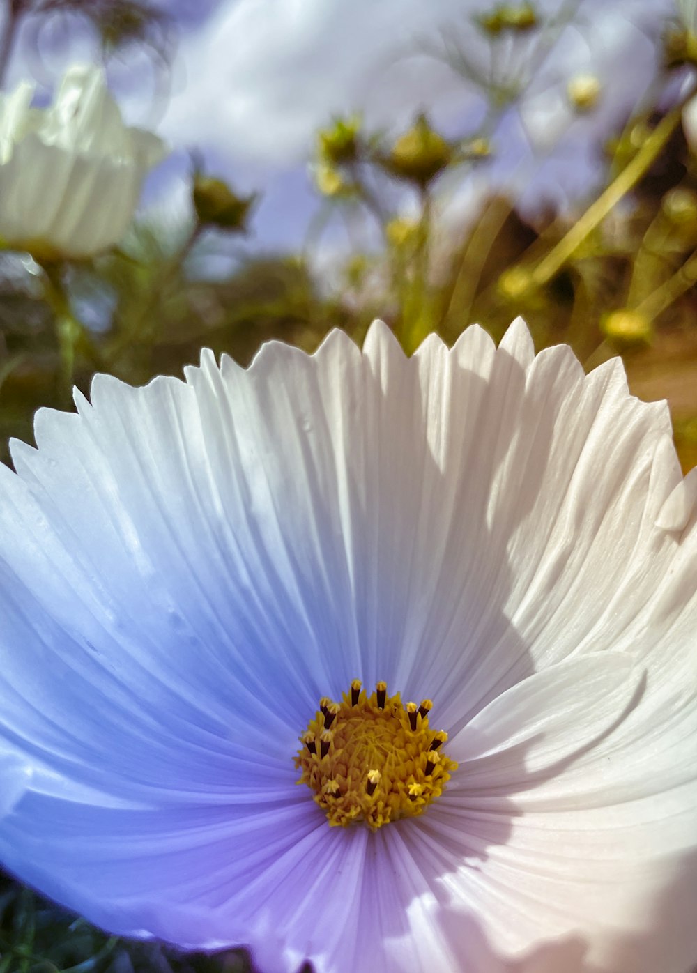 a close up of a flower with a sky background