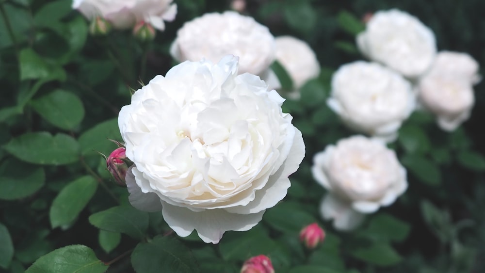 a bunch of white flowers in a garden