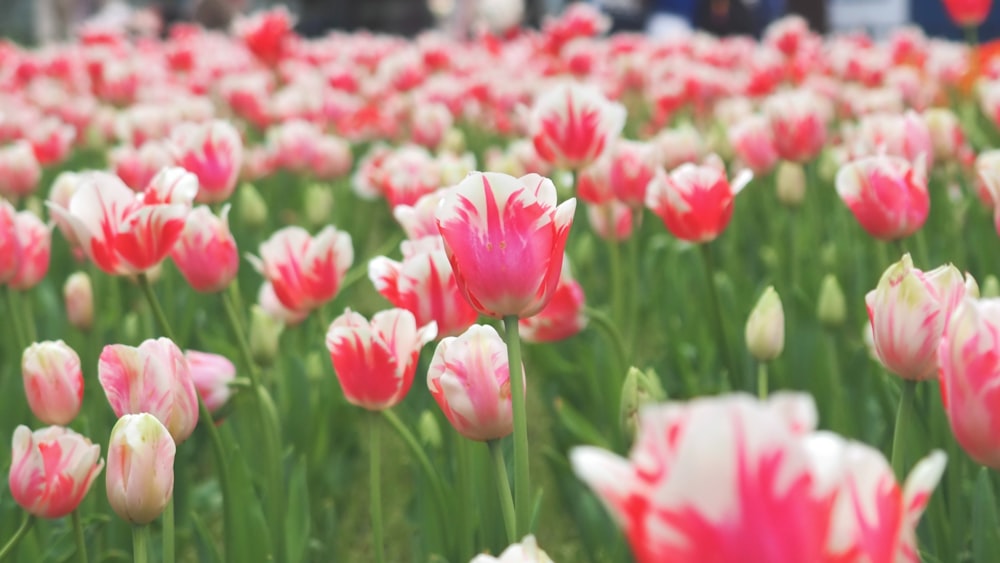 a field full of pink and white flowers