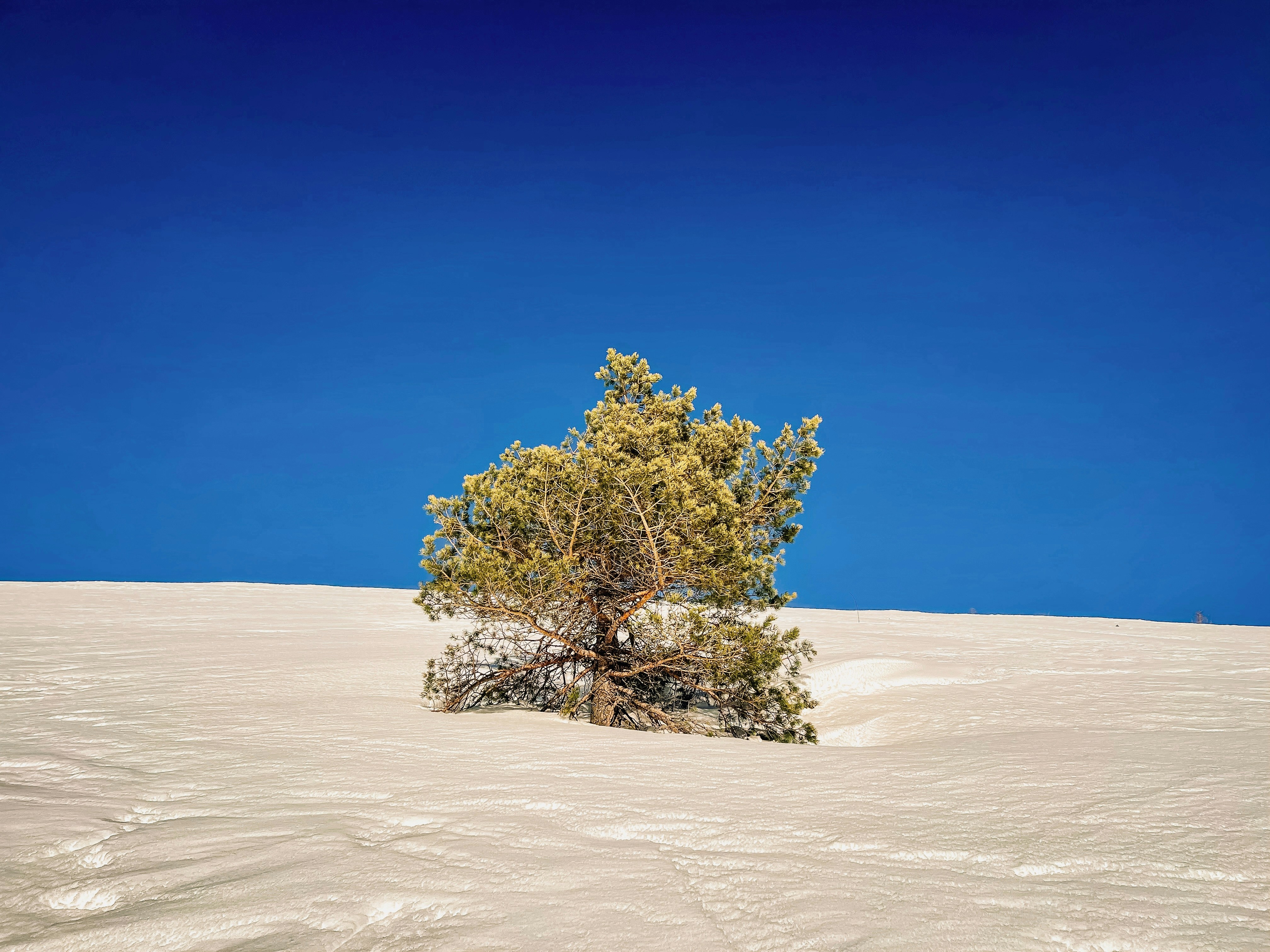 a lone tree in the middle of a snowy field