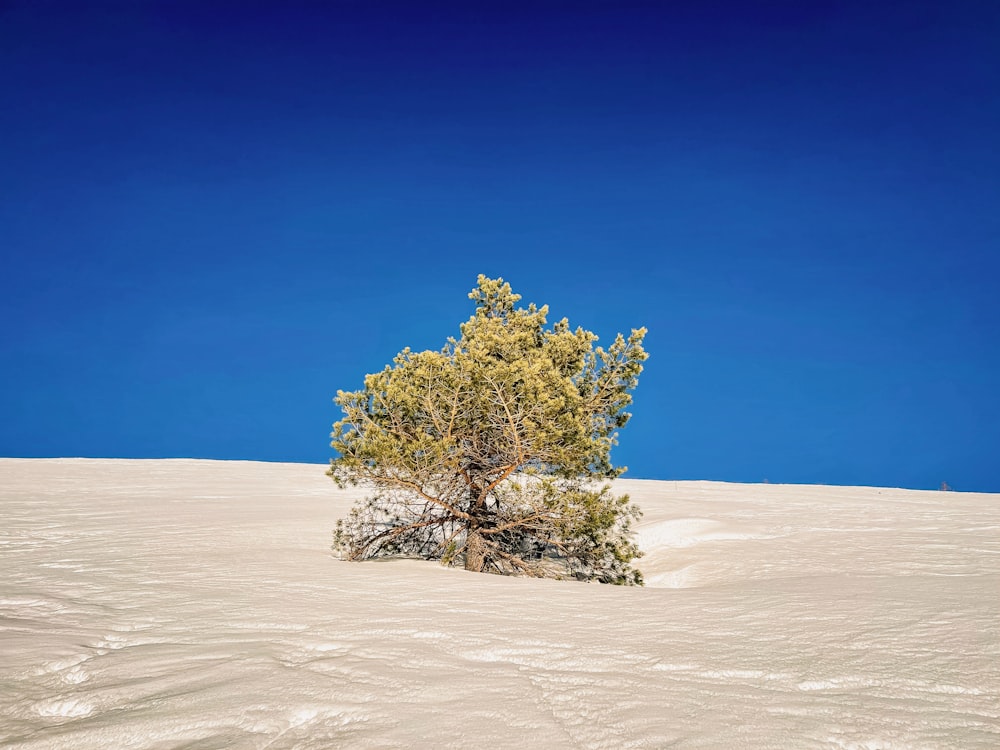 a lone tree in the middle of a snowy field