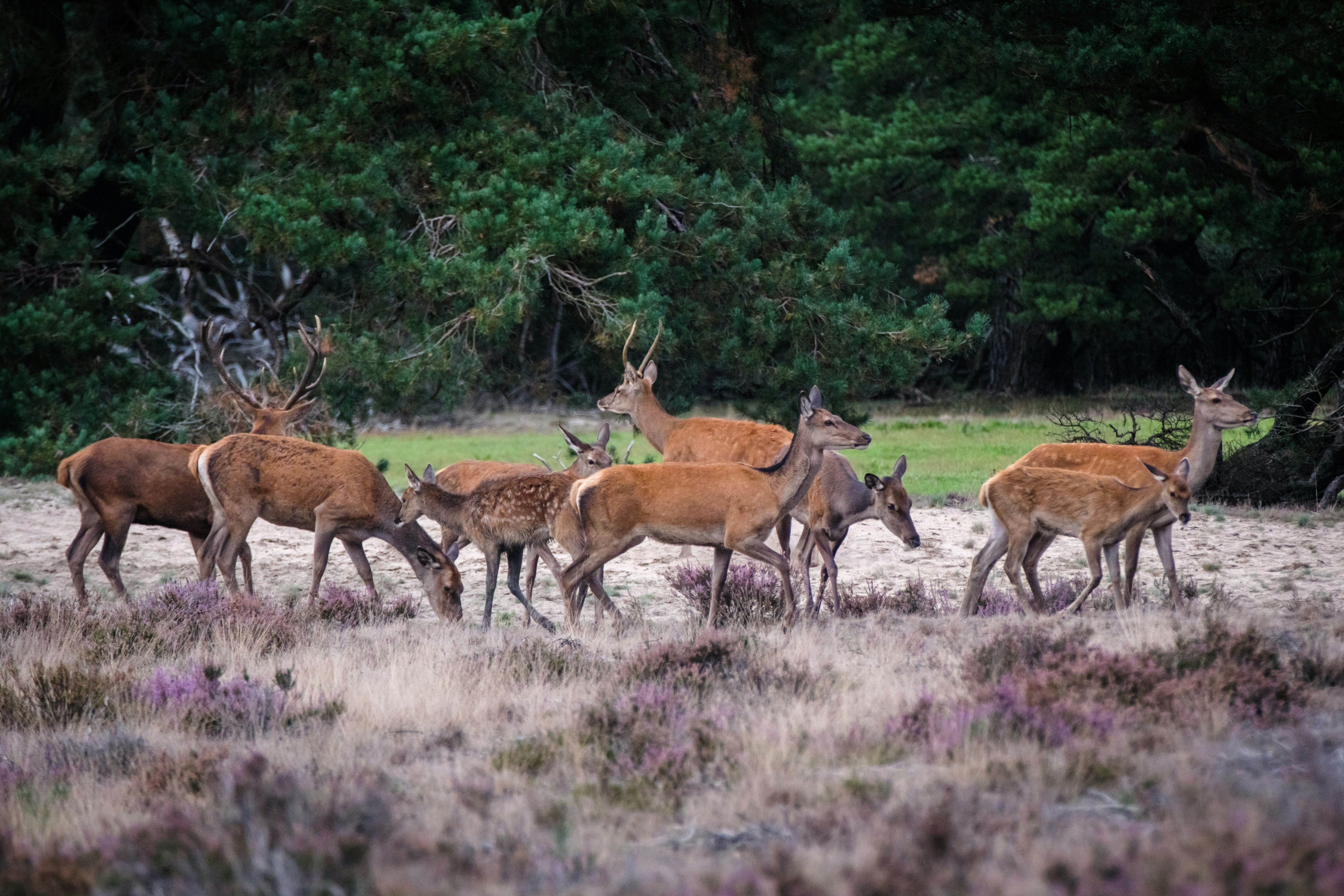 Photo by haberdoedas2