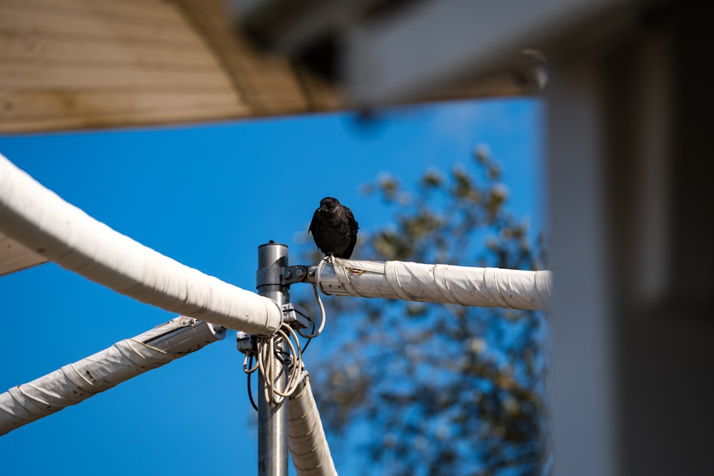 um pássaro preto sentado em cima de um poste de metal