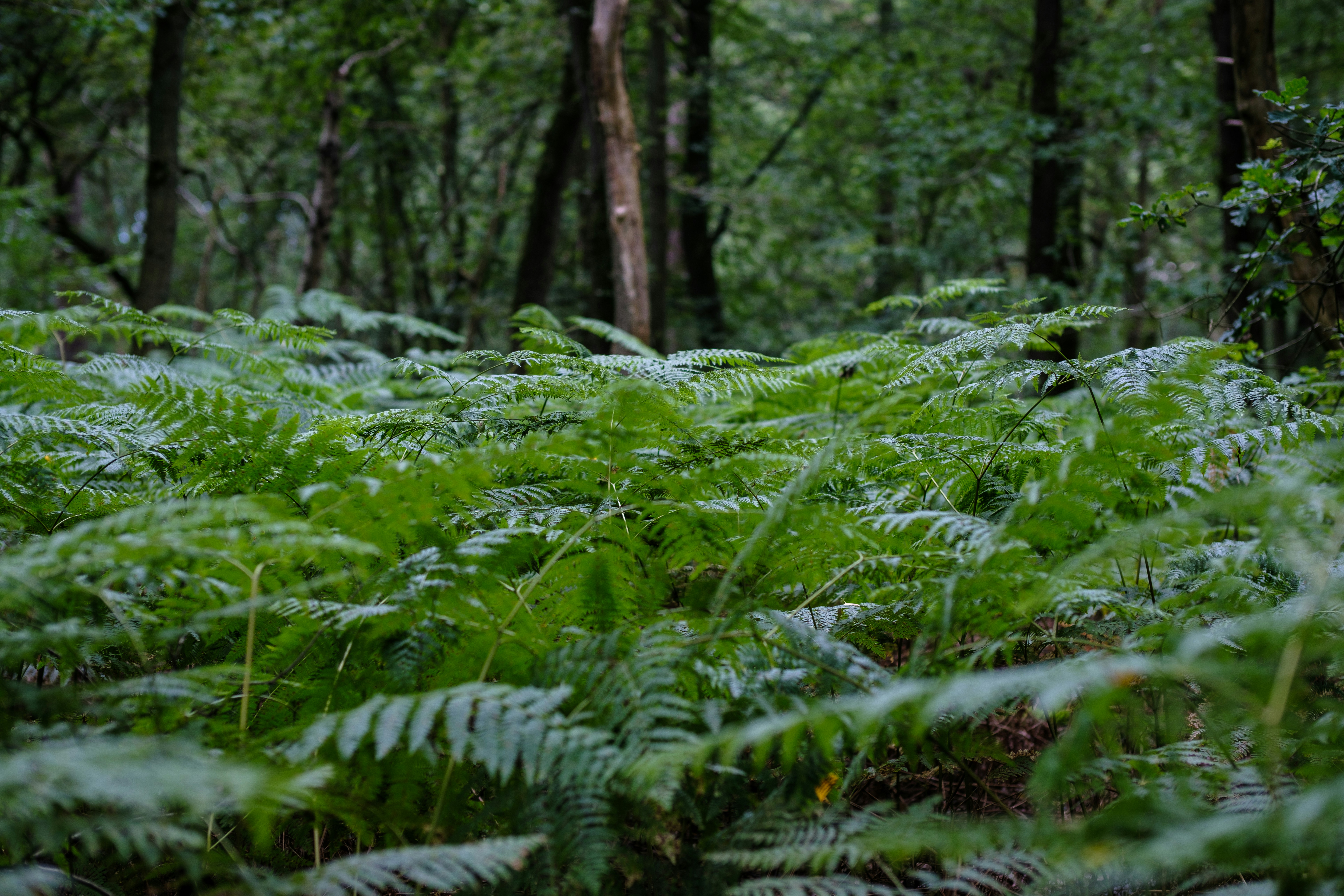 Photo by haberdoedas2