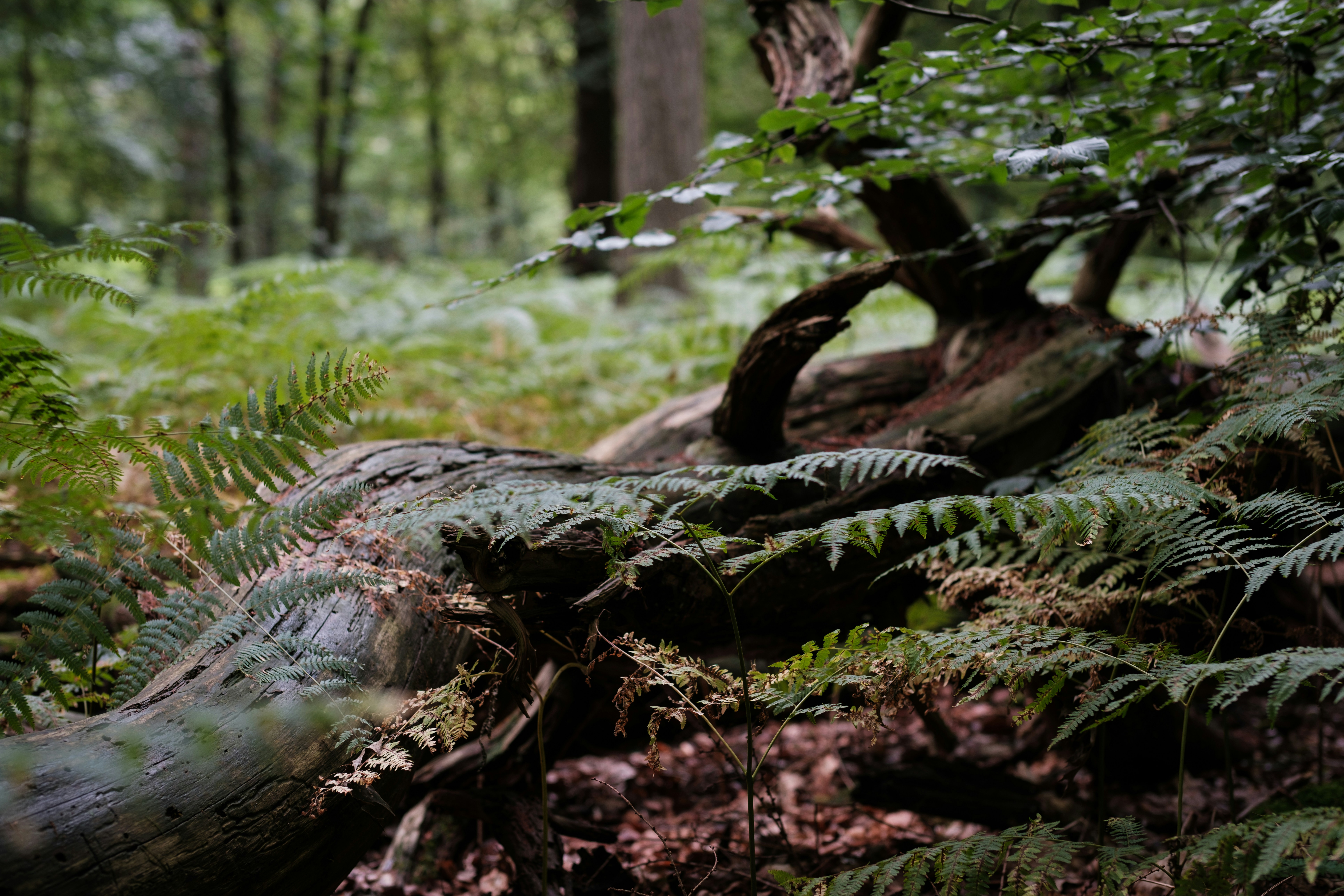 Photo by haberdoedas2