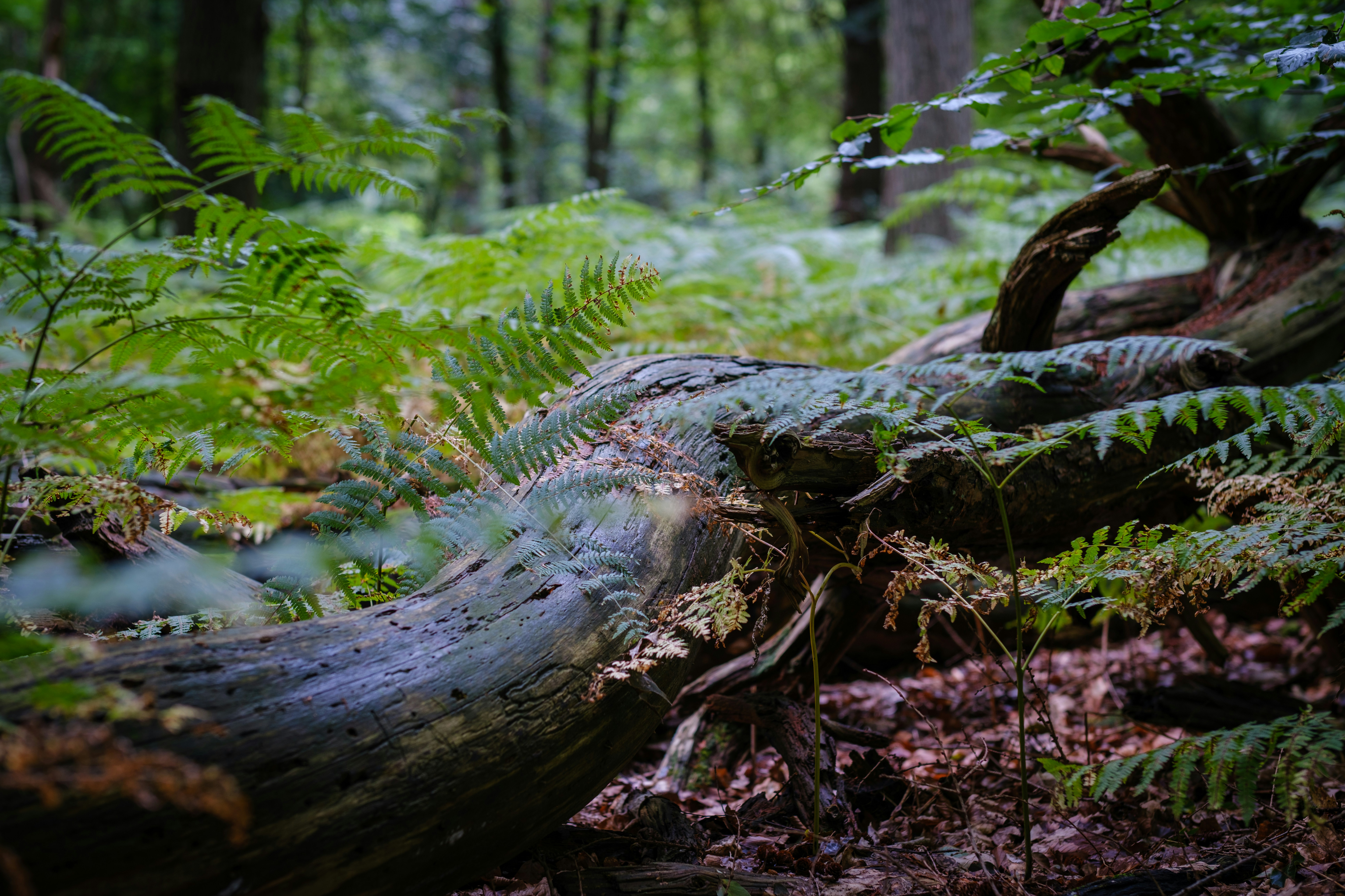 Photo by haberdoedas2