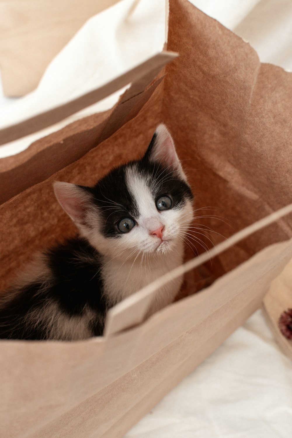 a black and white kitten sitting inside of a brown paper bag