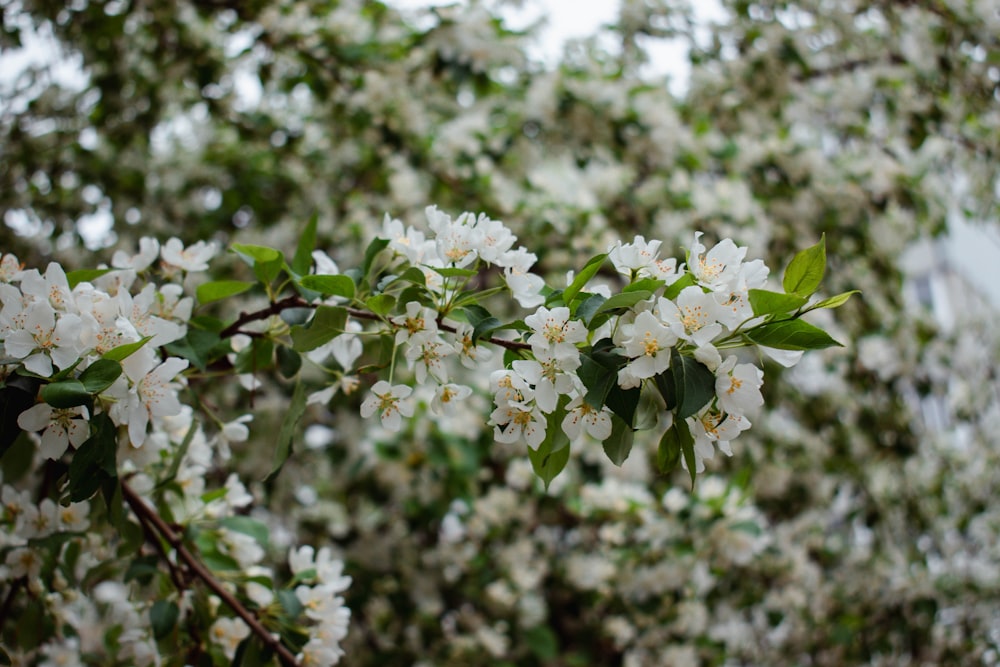 a tree with white flowers and green leaves