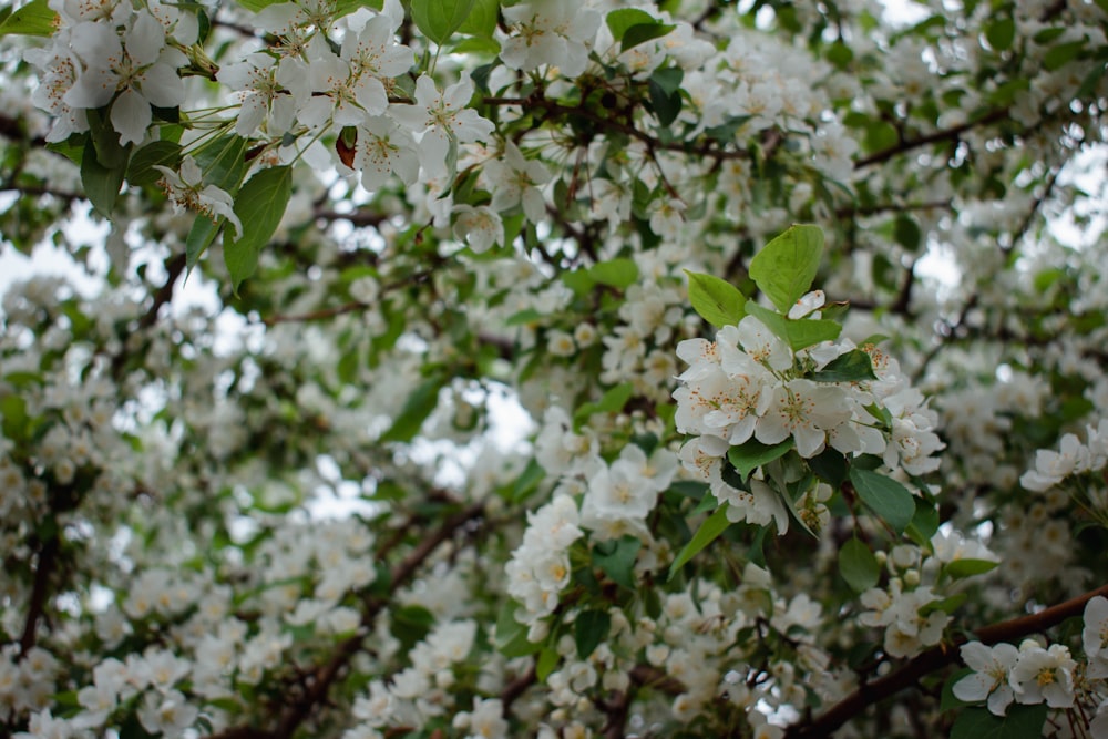 a tree with white flowers and green leaves