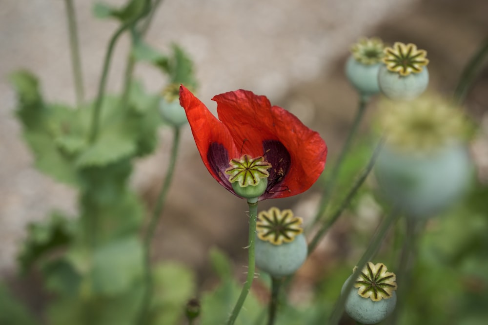 a close up of a red flower on a plant