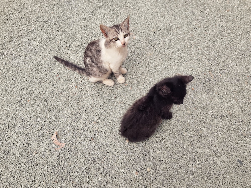 two kittens sitting on the ground next to each other