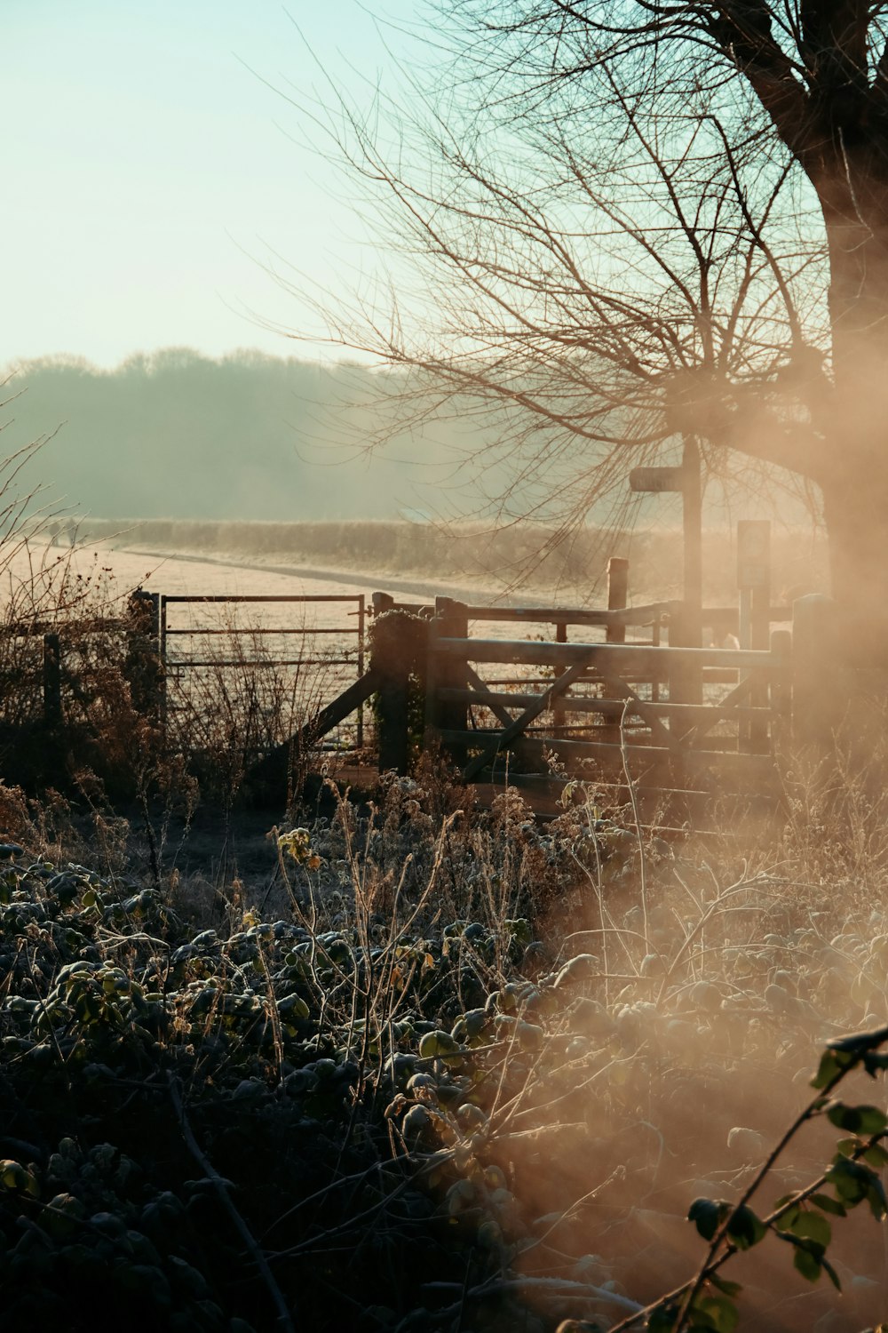 a foggy field with a fence and a tree