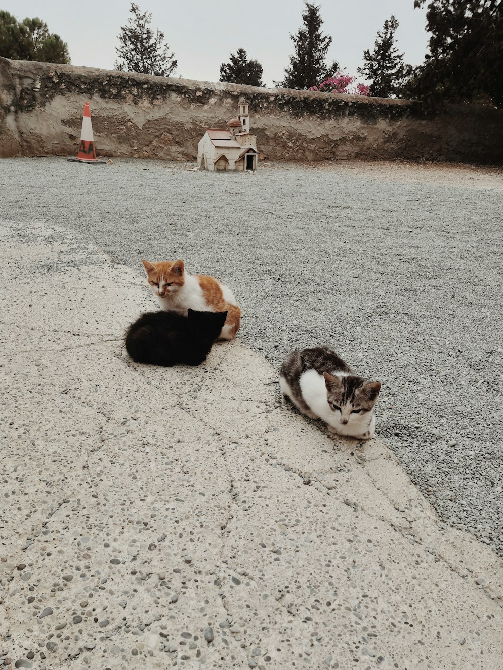 a couple of cats that are laying down on the ground
