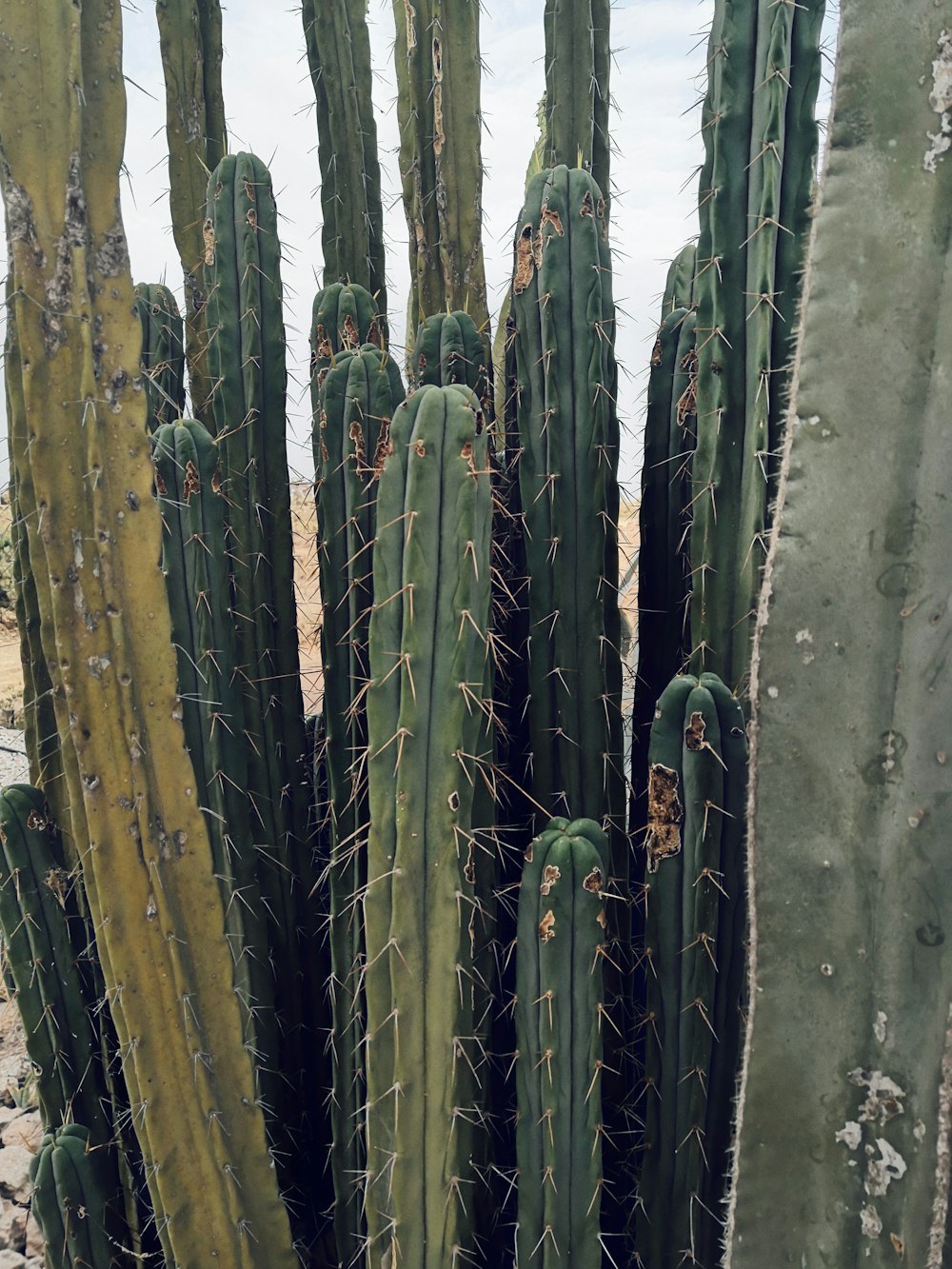 a group of cactus plants in a field