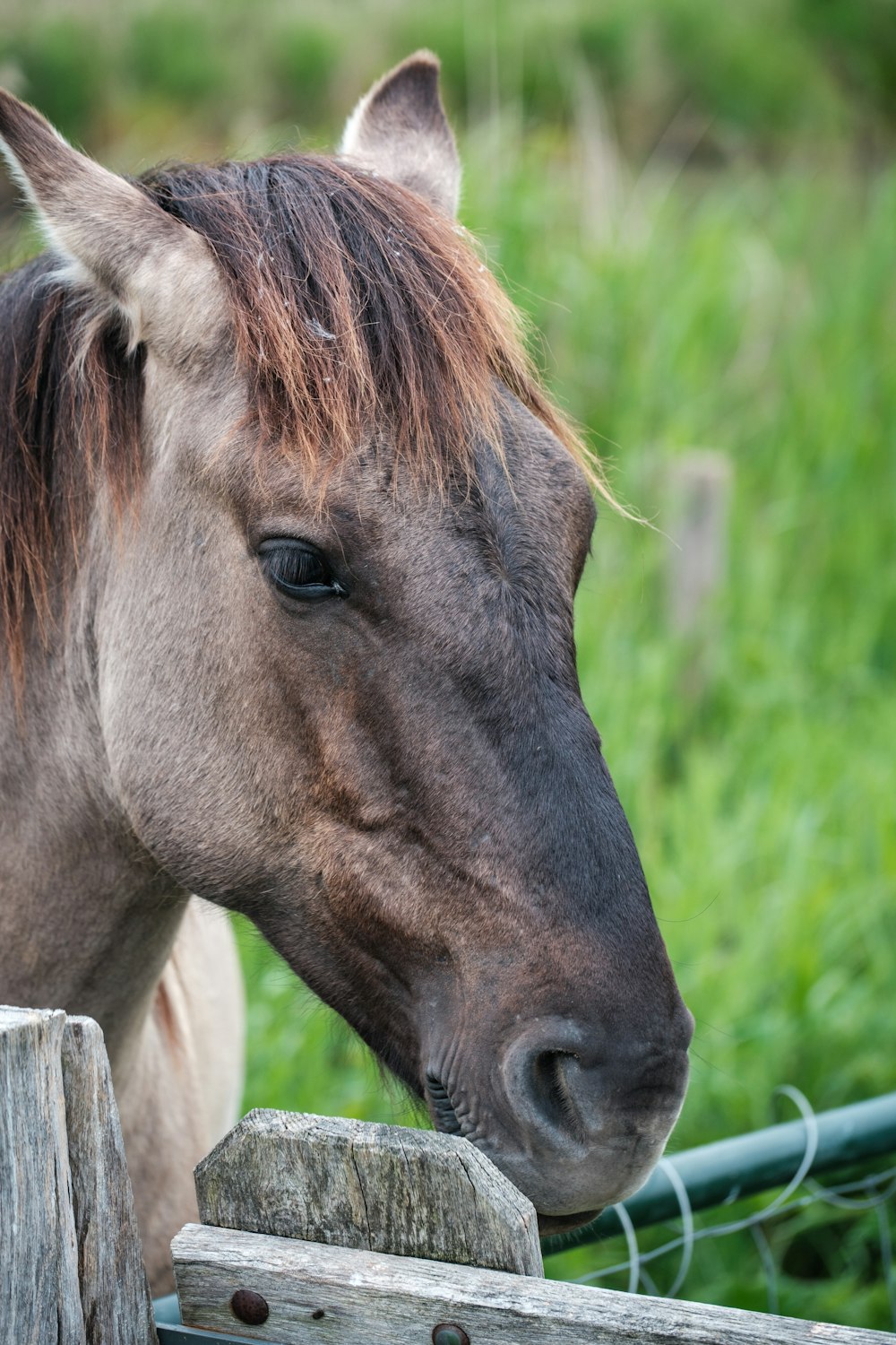 a brown horse standing next to a wooden fence