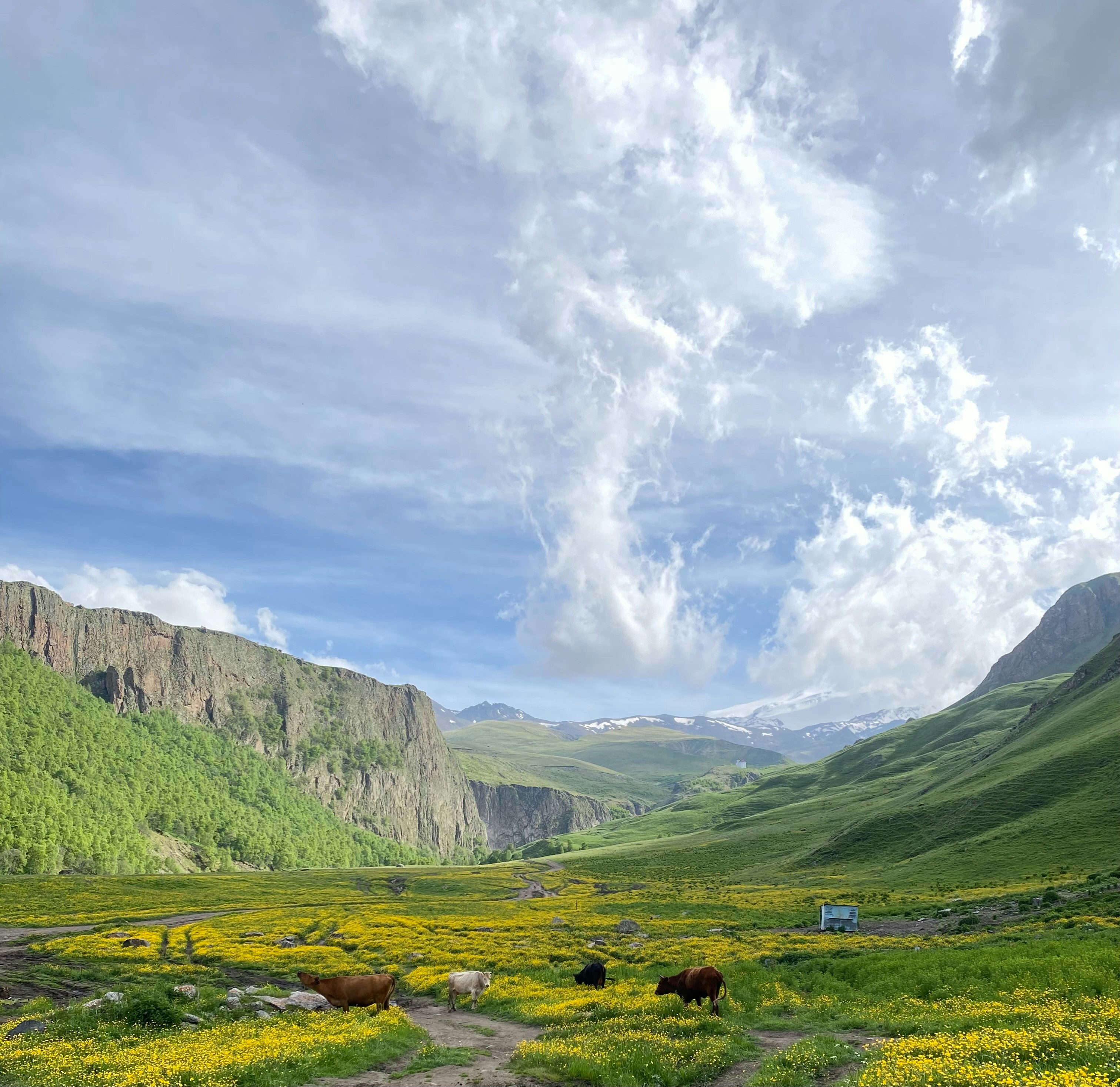 A herd of cattle grazing on a lush green hillside photo – Free Animal ...