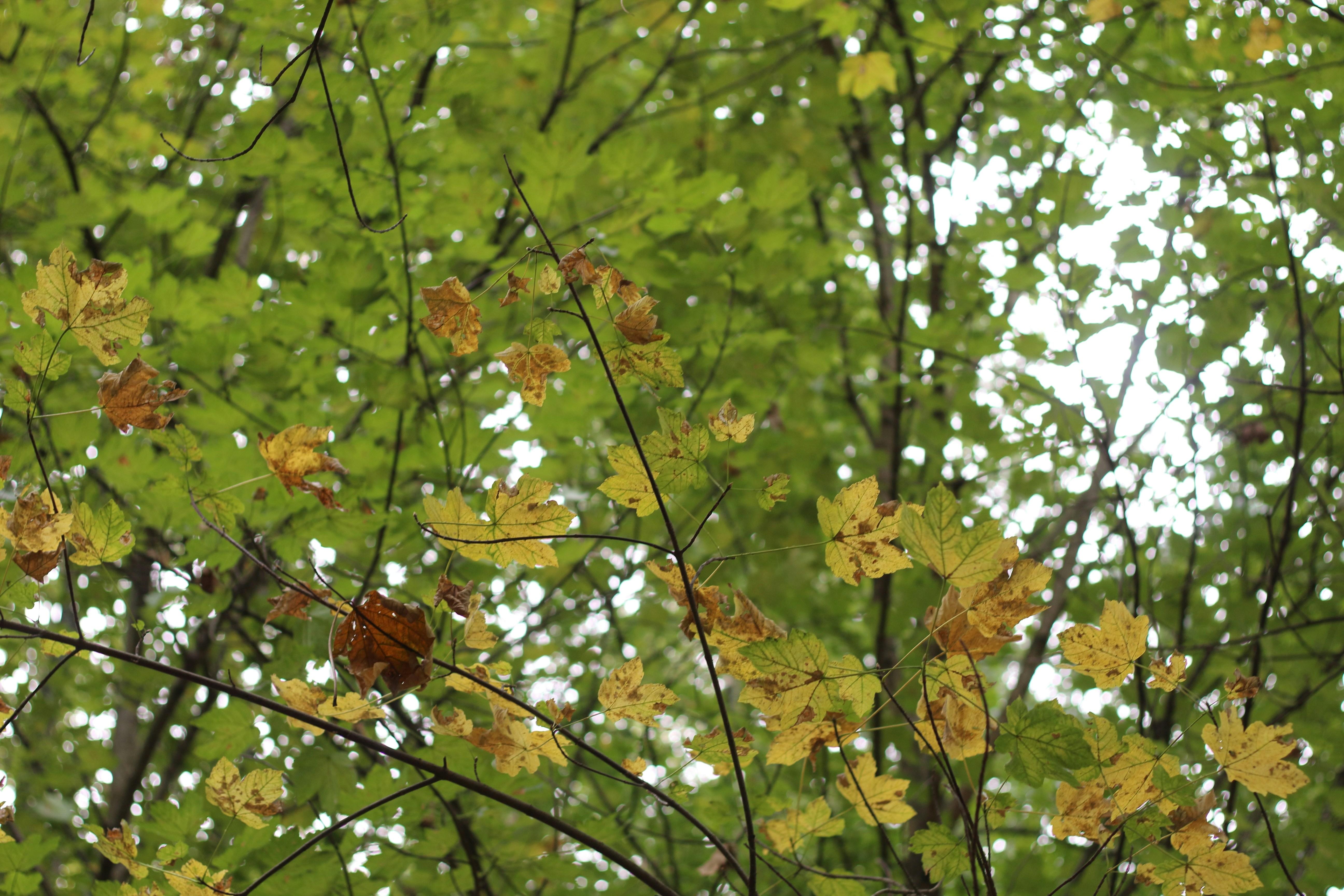 Photo by saleh_aka_jim